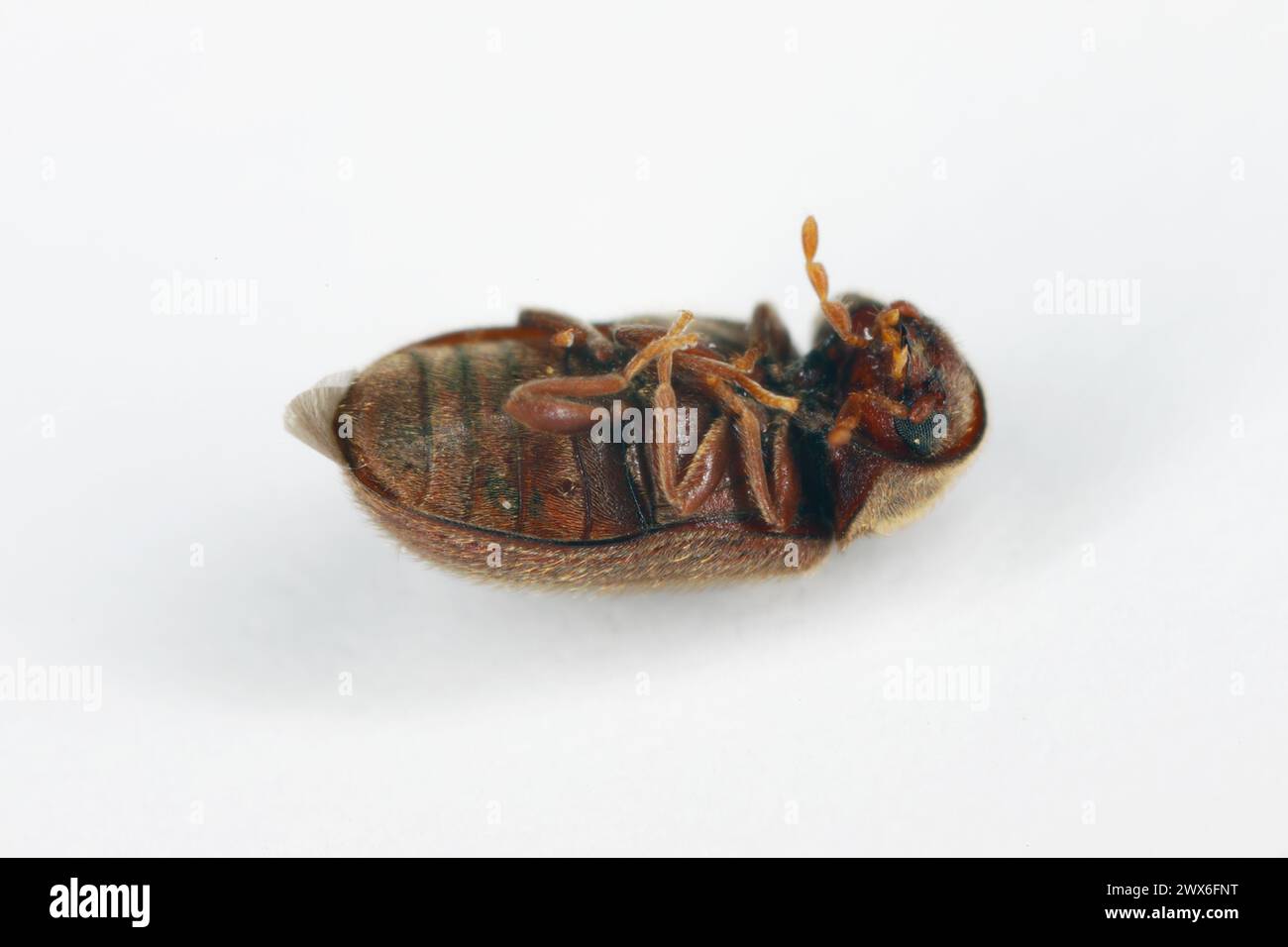Biscuit, drugstore or bread beetle (Stegobium paniceum), dead adult stored product pest lying on back. Stock Photo