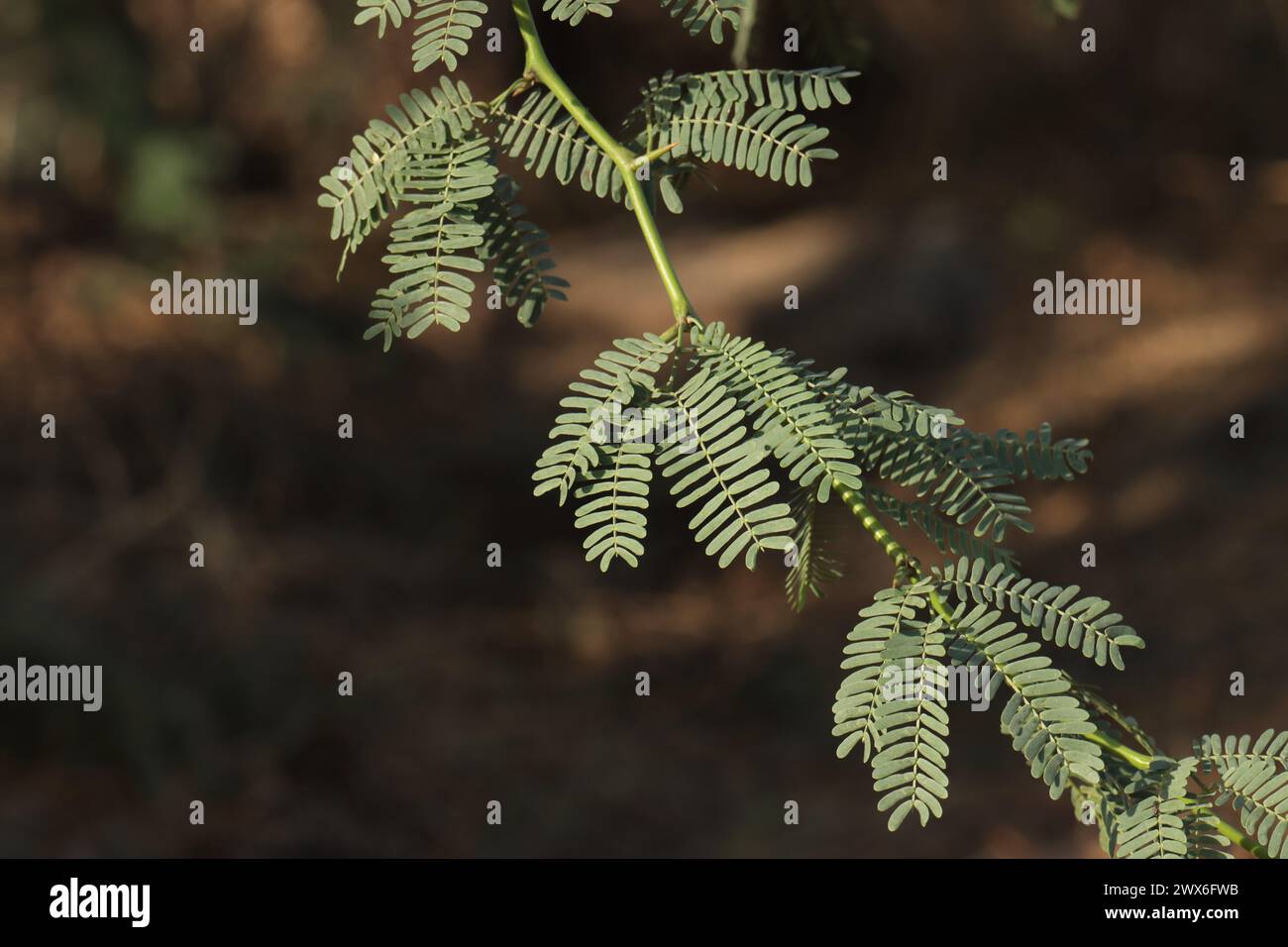 Prosopis tree leaves closeup. Nature background. Stock Photo