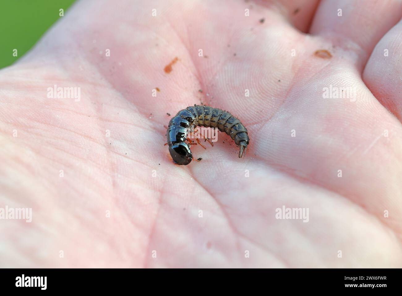 Larva of a predatory beetle of the rove beetles family (Staphylinidae) on the hand. Stock Photo