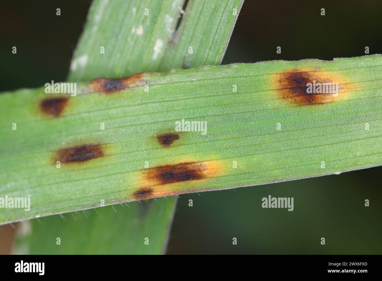 Symptoms of disease caused by pathogenic fungi on cereal leaves. Stock Photo