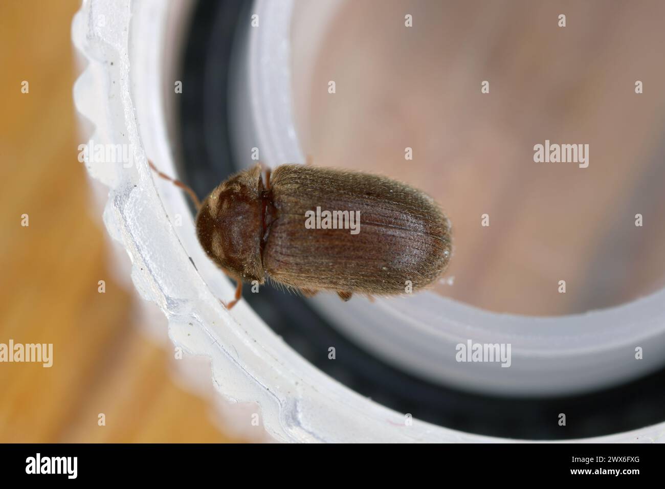 Biscuit, drugstore or bread beetle (Stegobium paniceum), adult stored product pest. Stock Photo