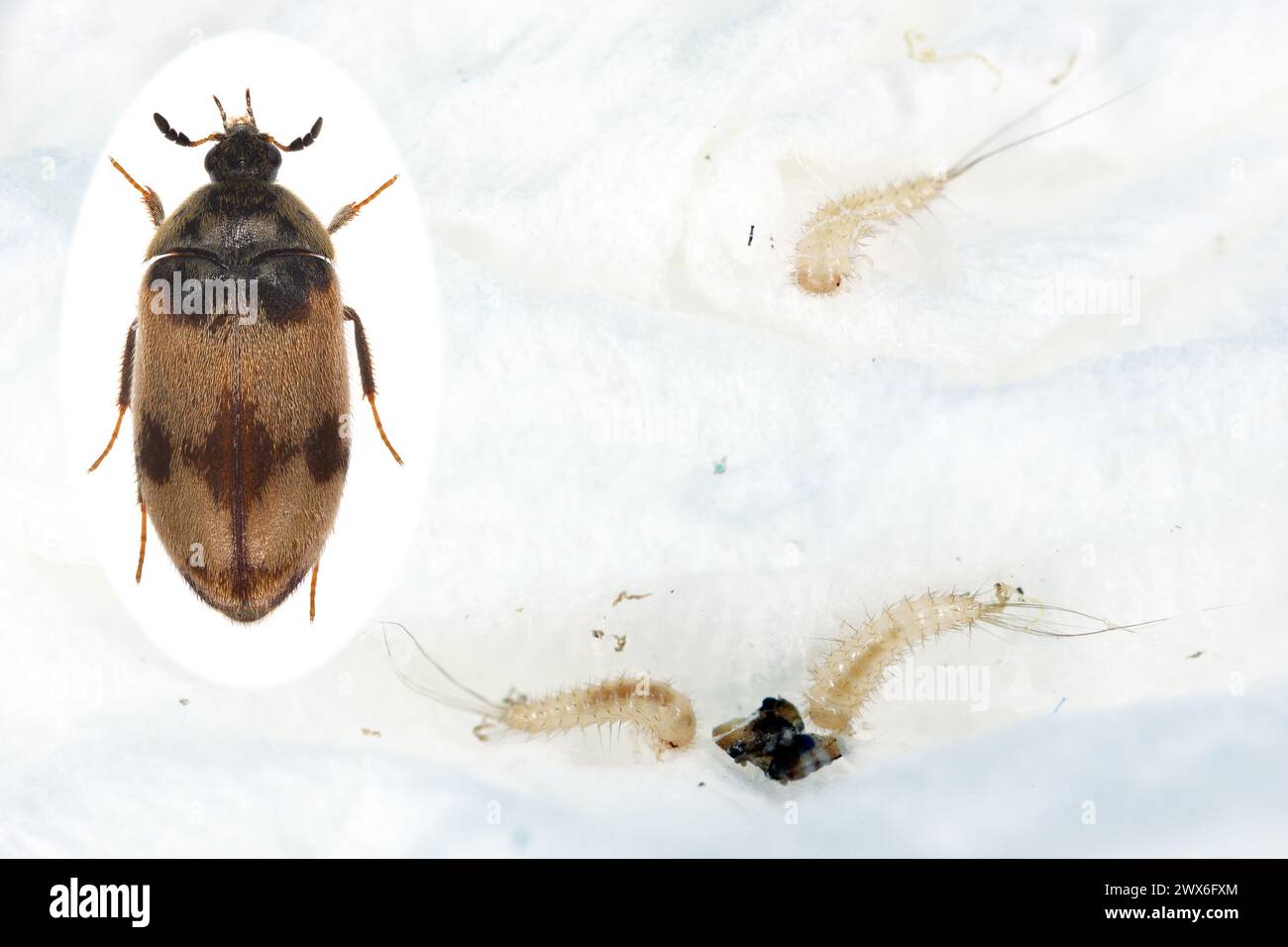 Attagenus bifasciatus, Carpet beetle. Beetles and larvae feed on food products and waste. Beetle and young larvae. Stock Photo