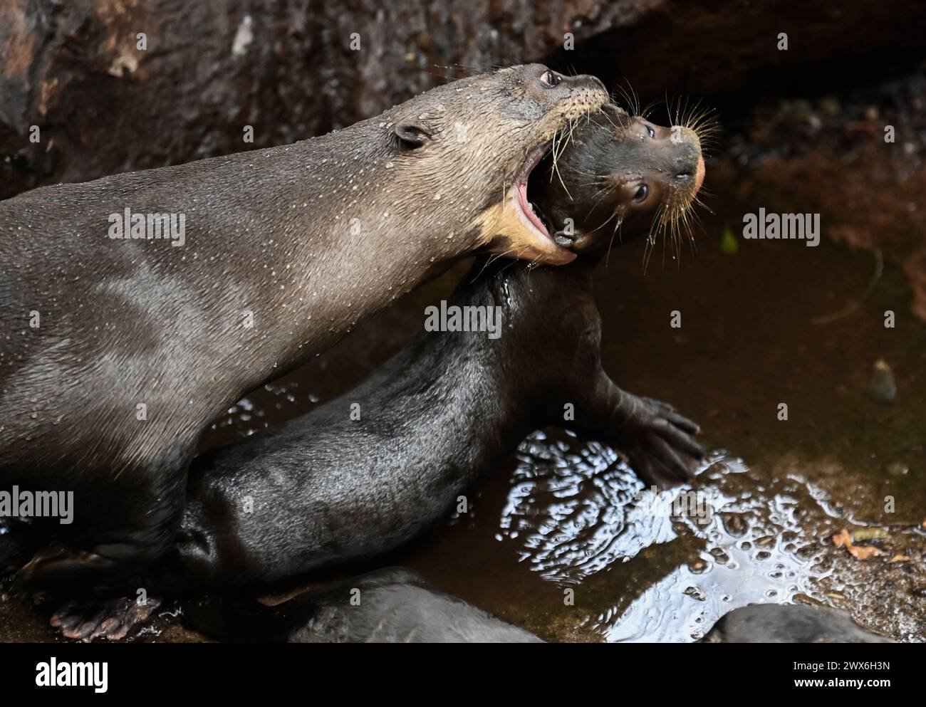 Zlin, Czech Republic. 28th Mar, 2024. A pup, right, of giant otter (Pteronura brasiliensis) pictured at the Zlin Zoo, Czech Republic, on March 28, 2024. Credit: Dalibor Gluck/CTK Photo/Alamy Live News Stock Photo