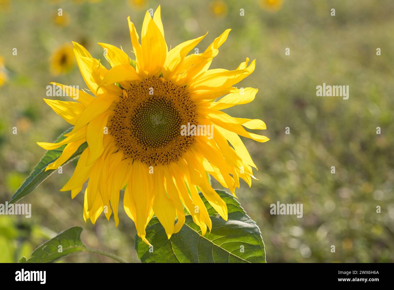 Sonnenblume, Gewöhnliche Sonnenblume, Sonnenblumen, Helianthus annuus, Sunflower, Common Sunflower, Le tournesol, hélianthe, soleil Stock Photo