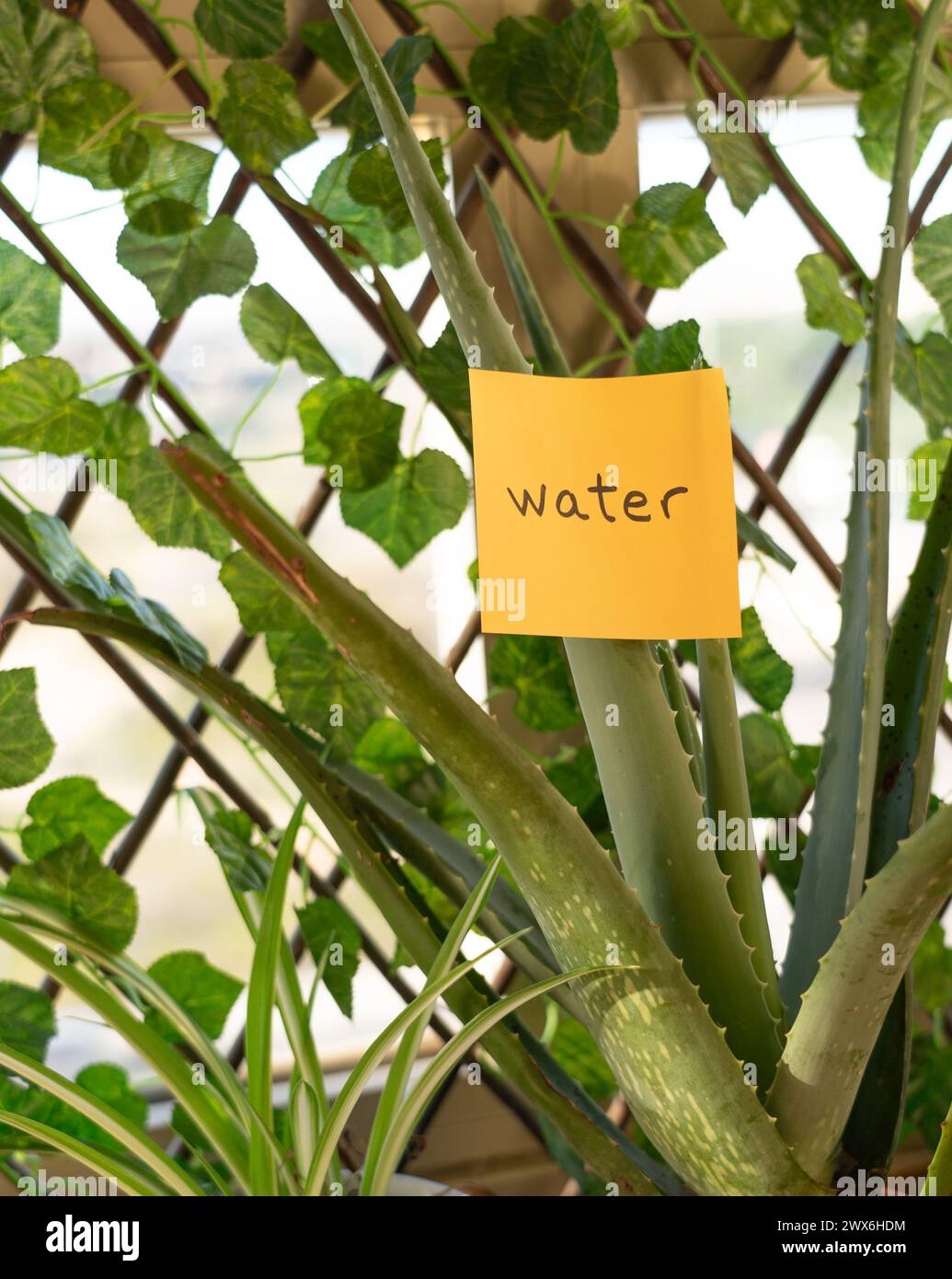 Plants with a post it with the word water written Stock Photo - Alamy