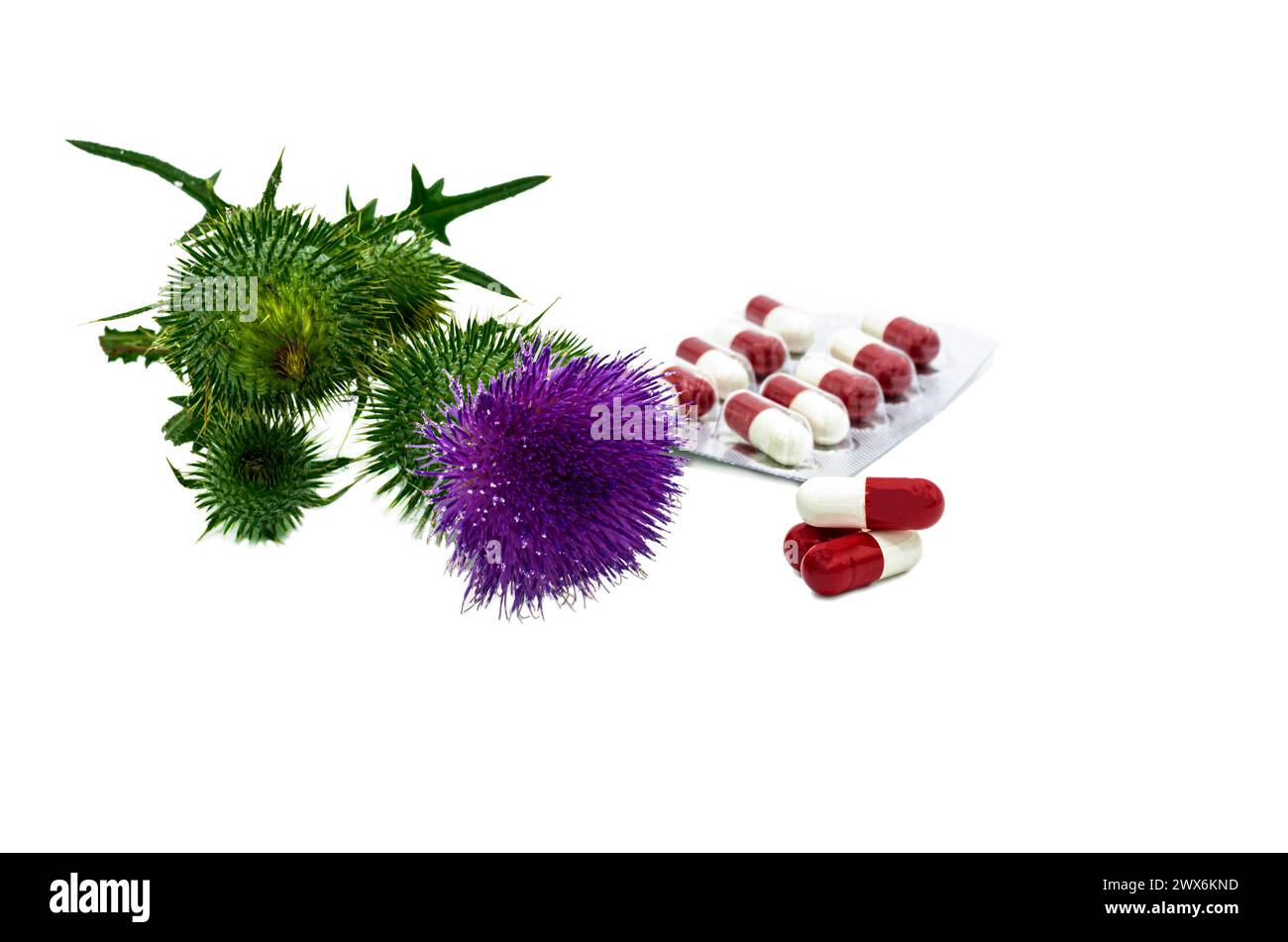 Wild medicinal plant thistle on an isolated background and capsules in a blister Stock Photo