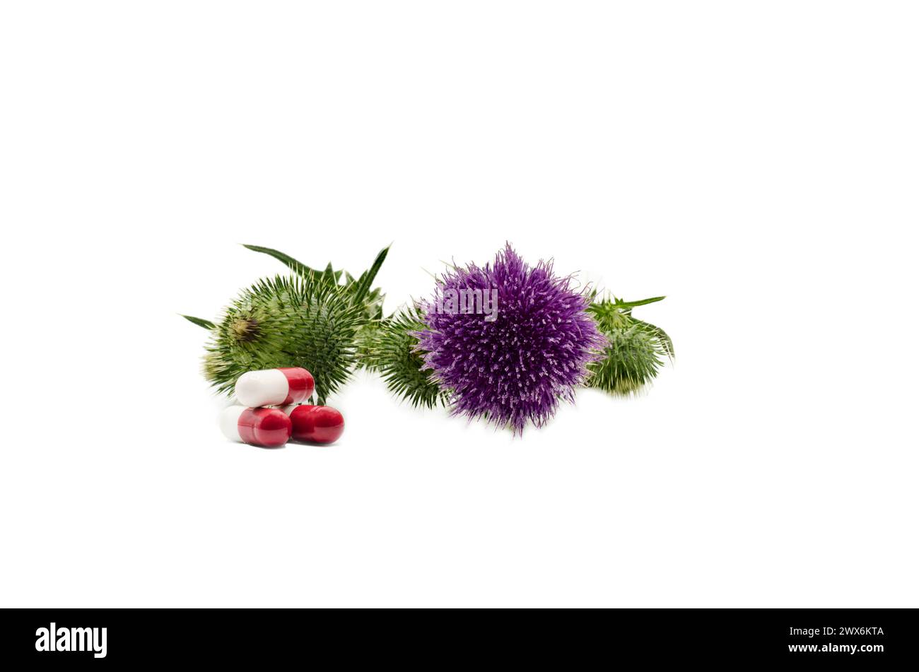Herbs medical concept Food supplement, Herbal medicine in capsules from plants Milk Thistle. Isolated white background Stock Photo