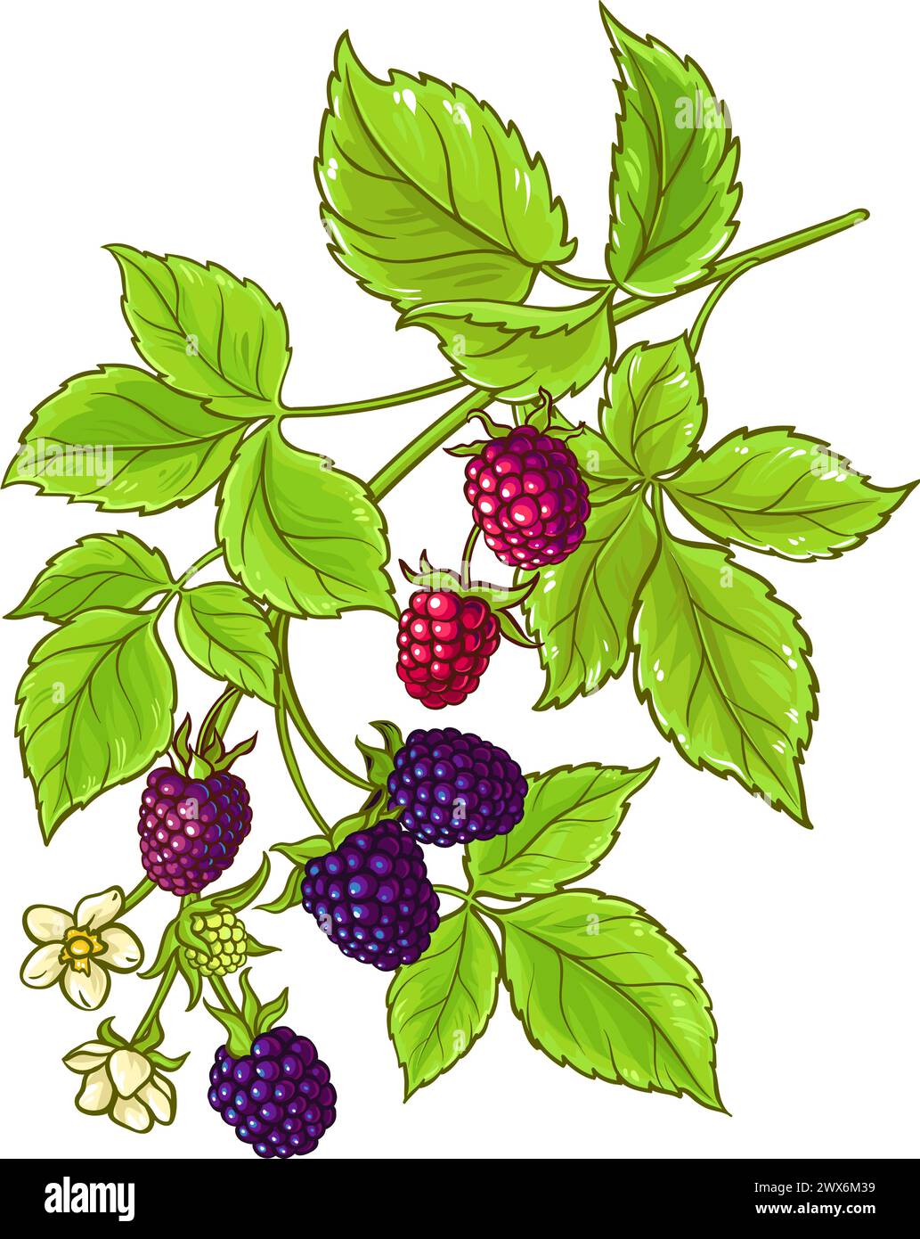 Boysenberry Branch Colored Detailed Illustration Stock Vector Image