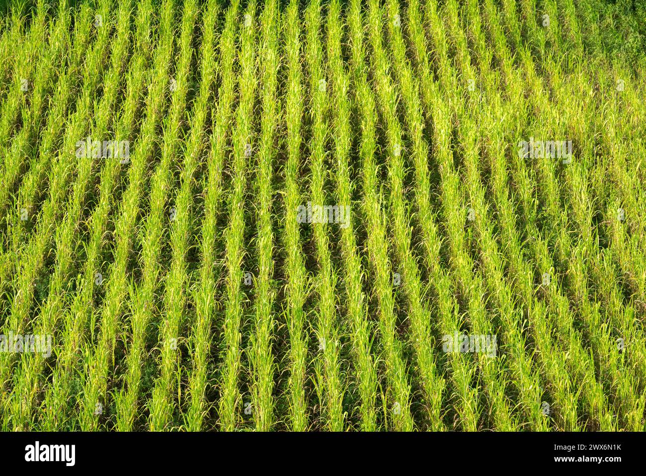 Rows of rice in Bagan, Myanmar. Stock Photo
