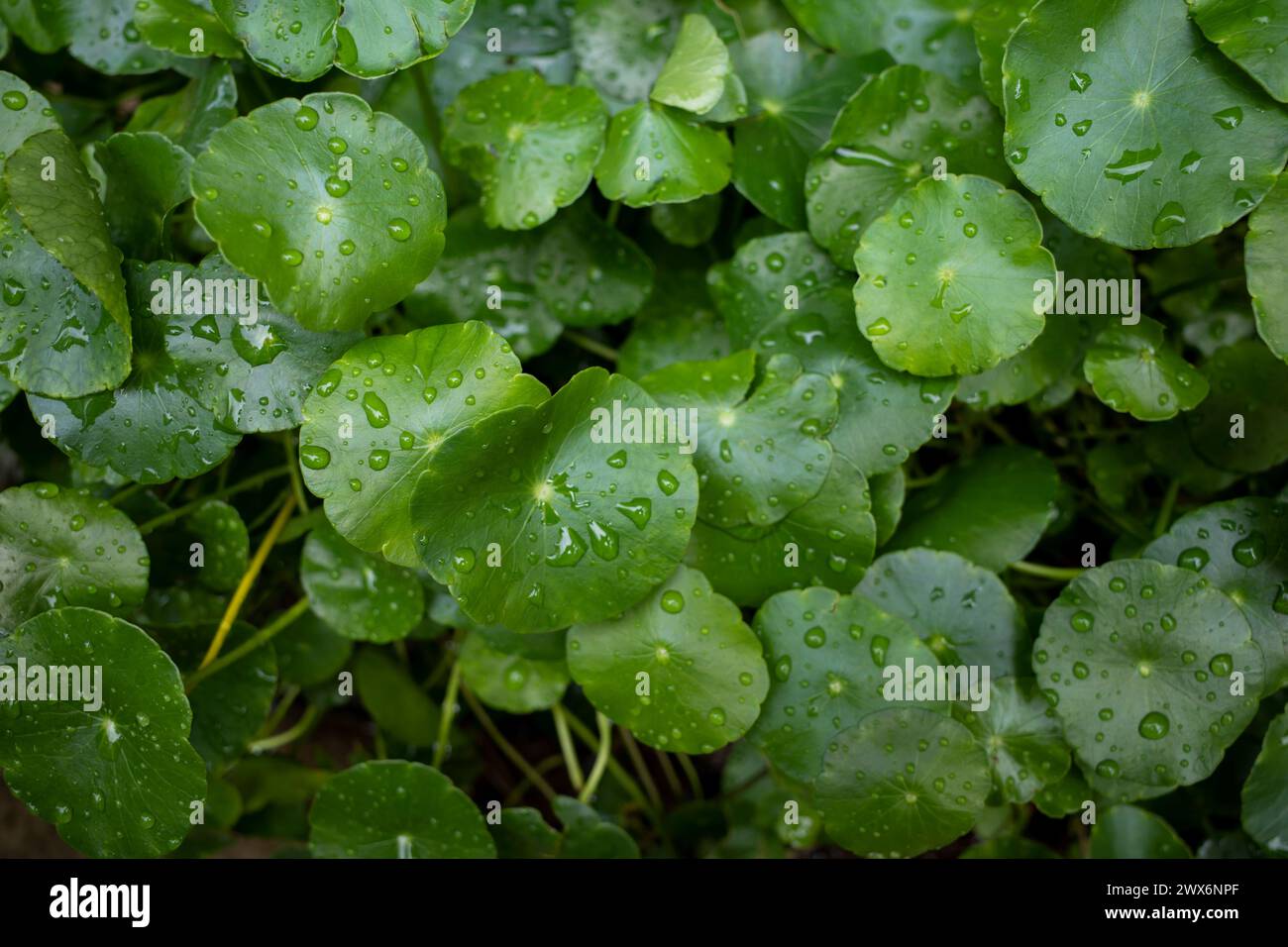 Close up of Daun Pegagan, Centella asiatica leaves with water splash. Nature background. Stock Photo