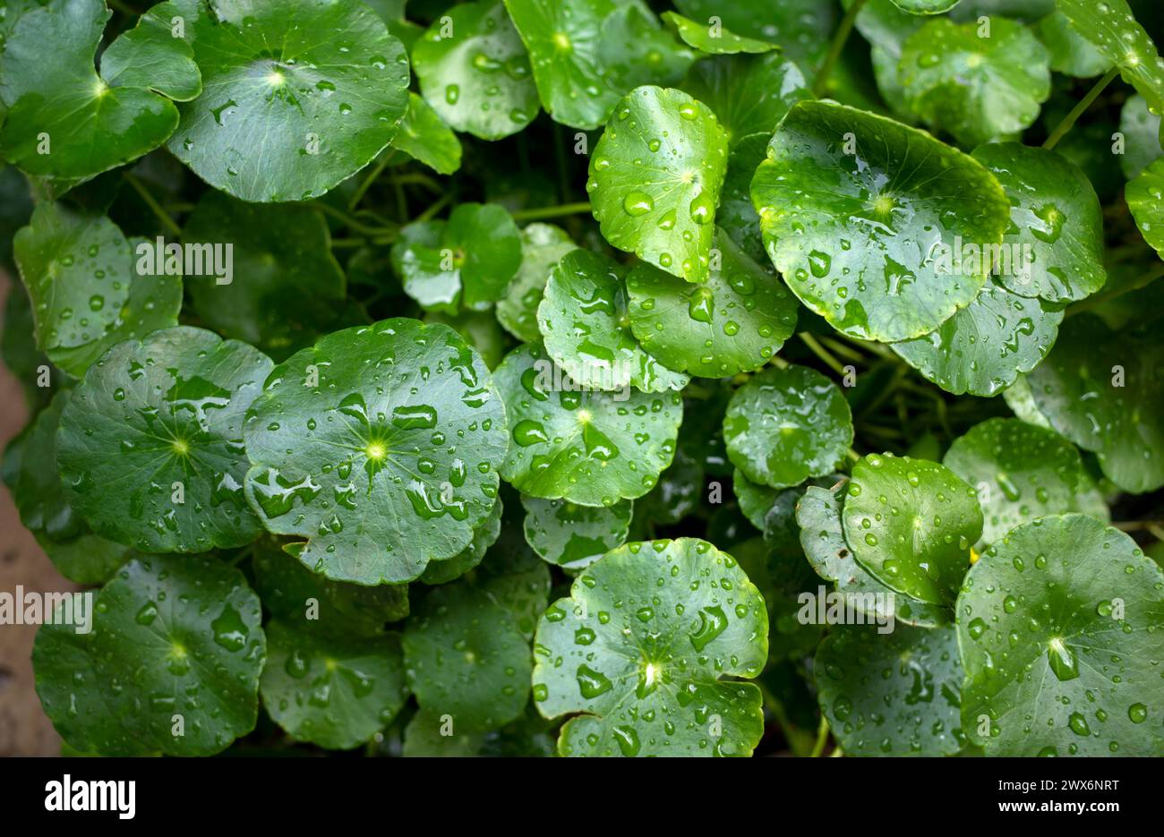 Close up of Daun Pegagan, Centella asiatica leaves with water splash. Nature background. Stock Photo