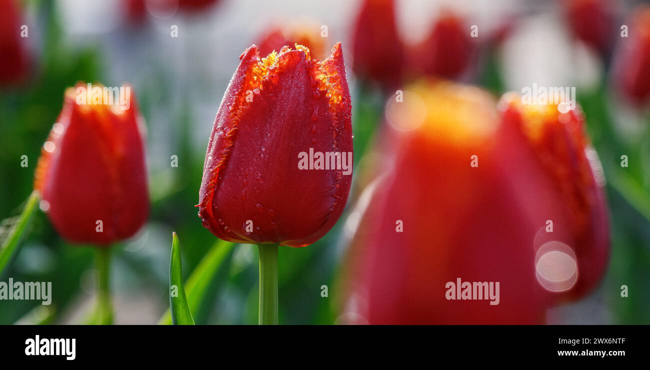red tulips in full bloom. beautiful closeup floral background Stock Photo