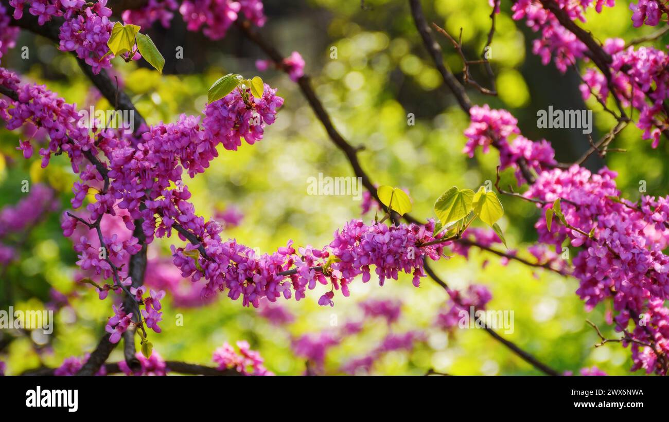 closeup of redbud tree blossoming in the park. pink floral background in spring Stock Photo