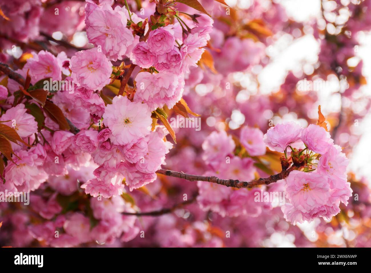 cherry blossom on a sunny day in april. springtime wallpaper closeup Stock Photo