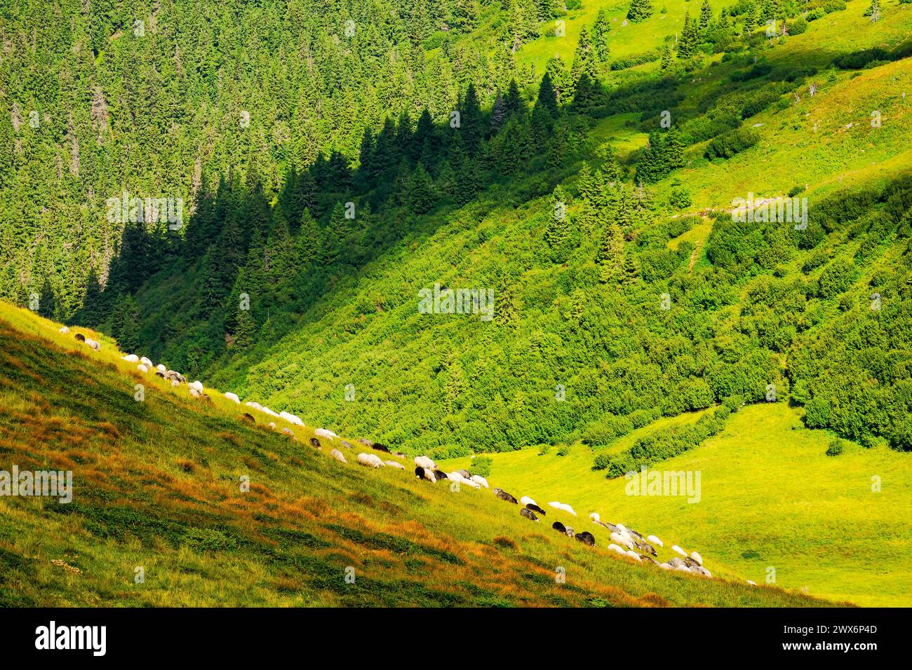 sheep grazing on grassy hillside. alpine scenery of ukrainian carpathians in late summer. rolling nature landscape with forested hills Stock Photo