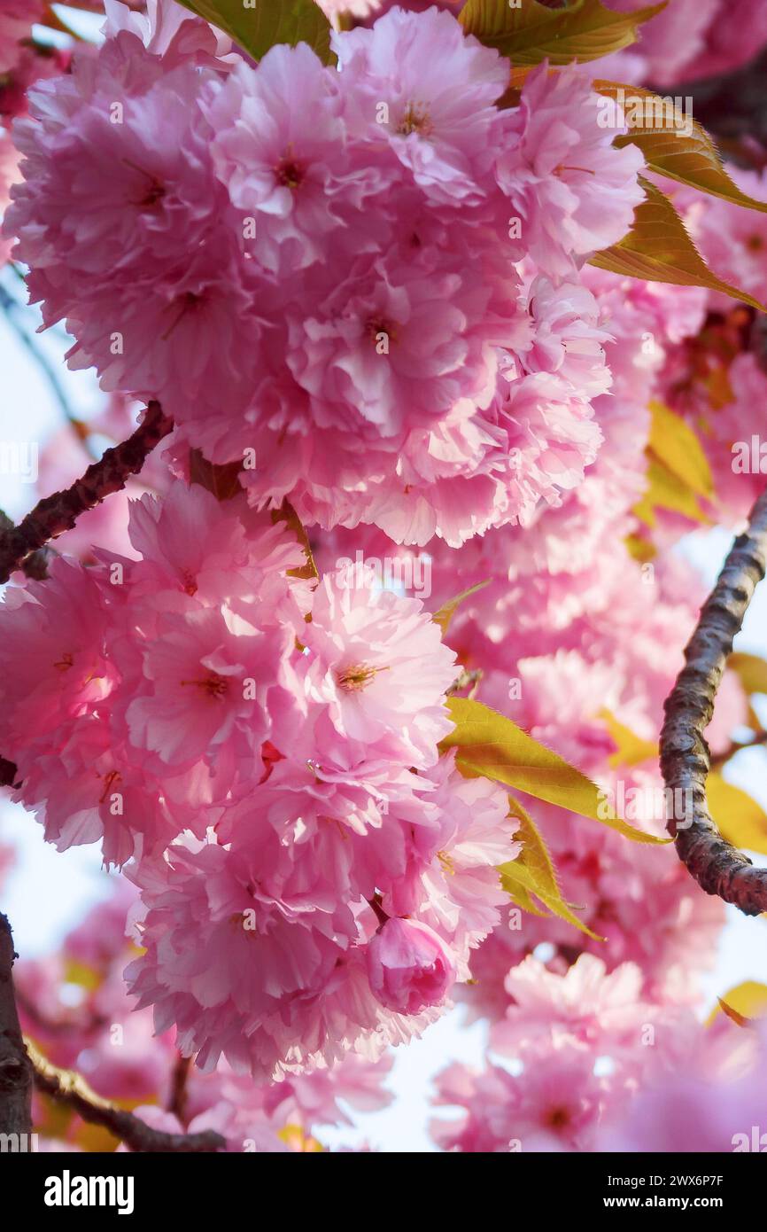 pink blossom of cherry tree. spring nature background Stock Photo