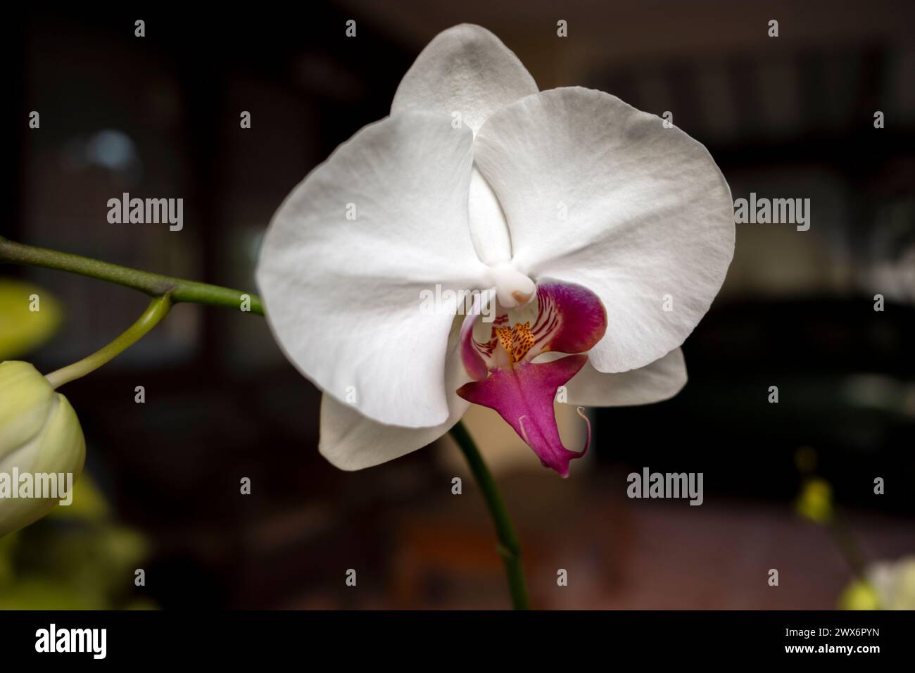 White Moth orchids (Phalaenopsis amabilis), commonly known as the moon orchid. Stock Photo