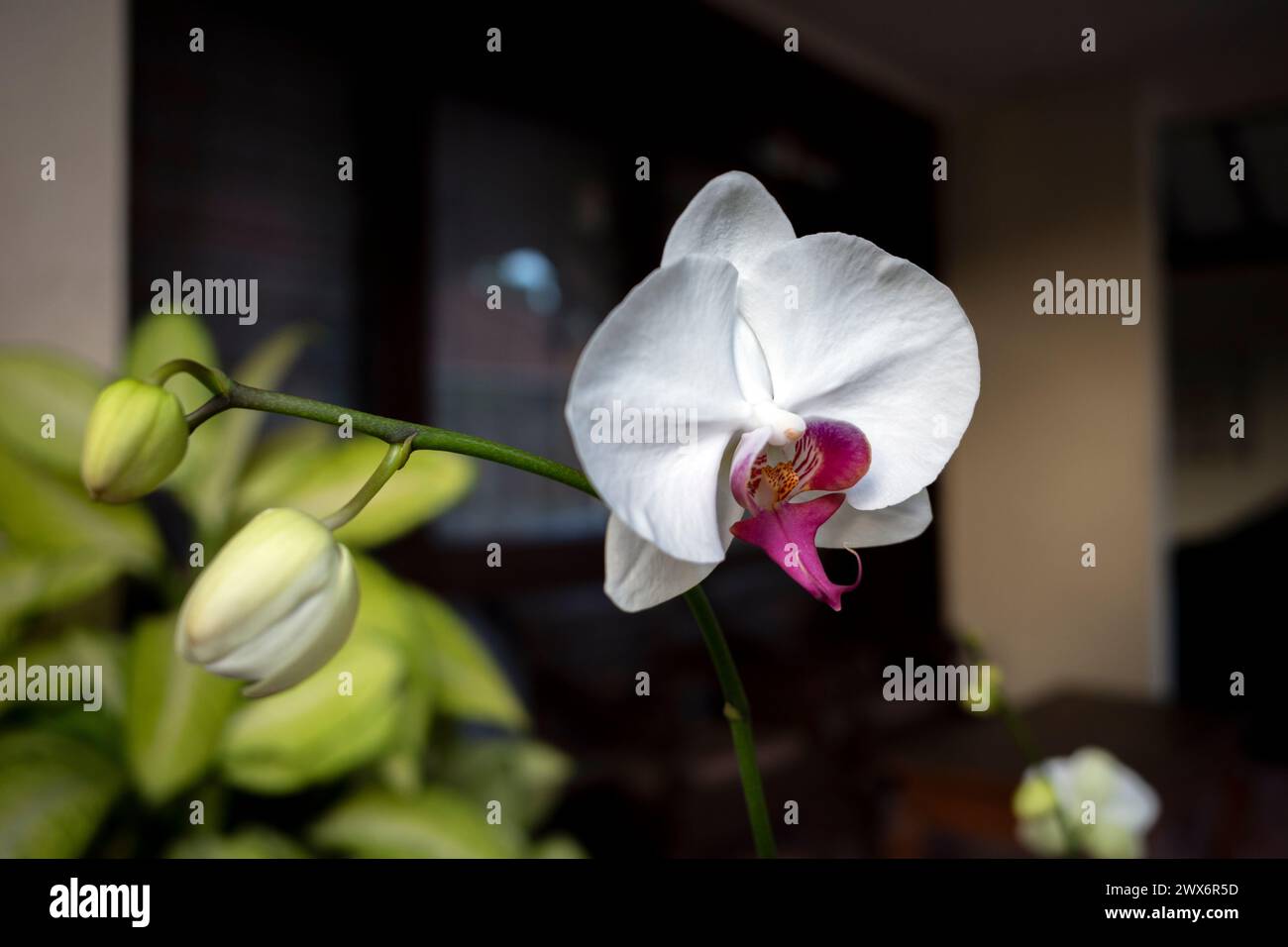 White Moth orchids (Phalaenopsis amabilis), commonly known as the moon orchid. Stock Photo