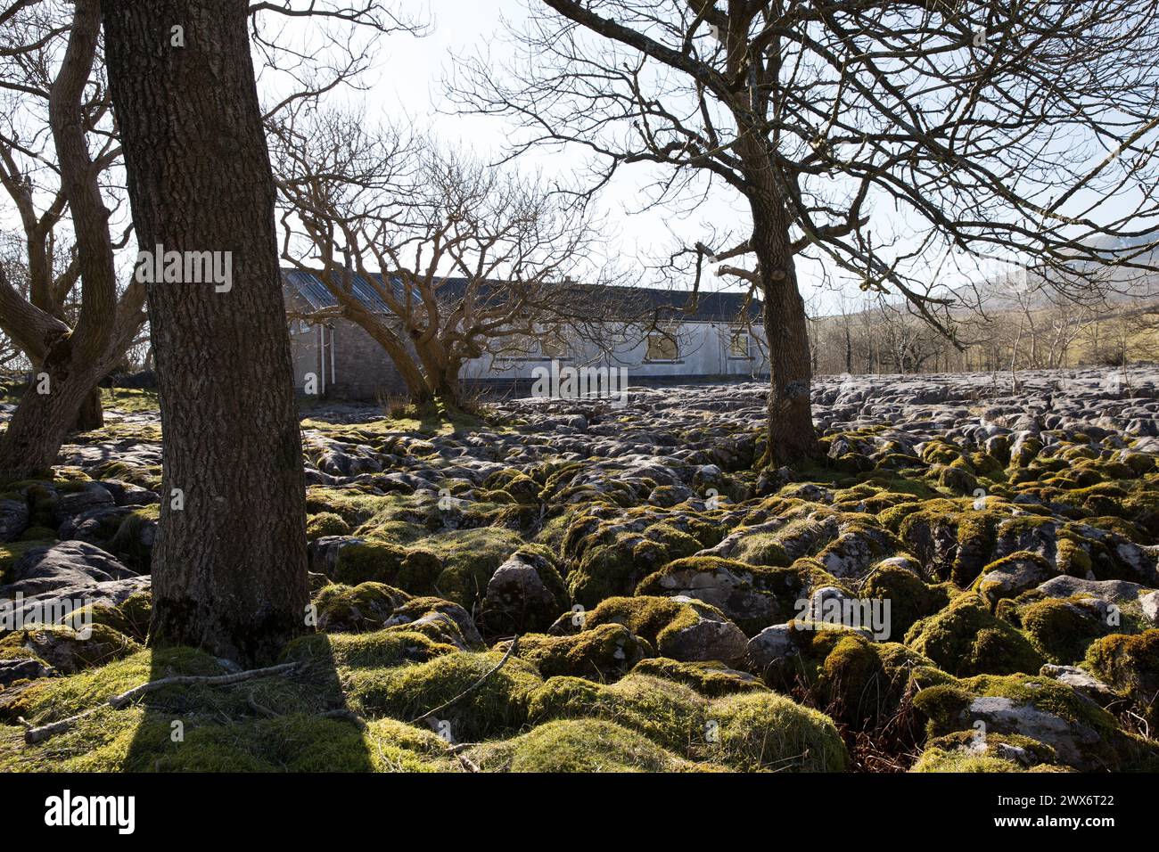 Trees in front of a remote building / outdoor centre sat on a mossy limestone pavement in the North Yorkshire countryside, UK on a sunny day Stock Photo
