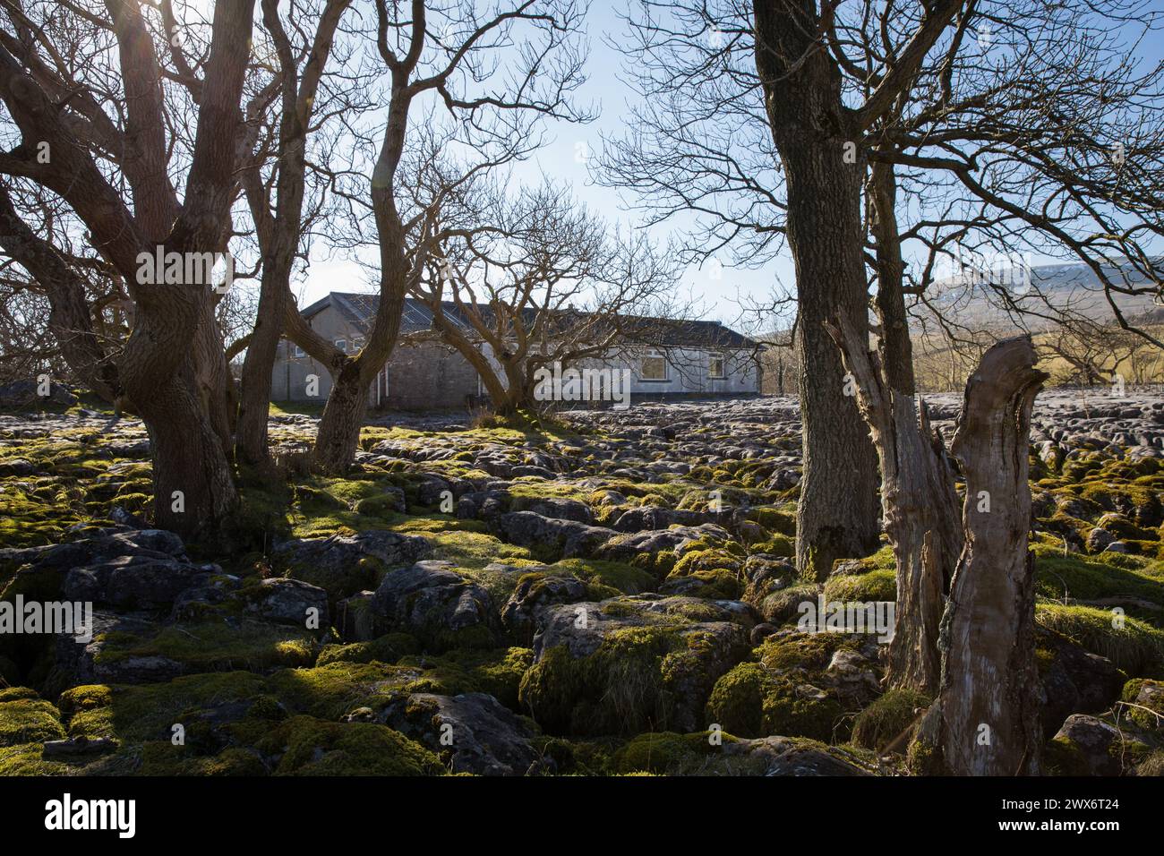Trees in front of a remote building / outdoor centre sat on a mossy limestone pavement in the North Yorkshire countryside, UK on a sunny day Stock Photo