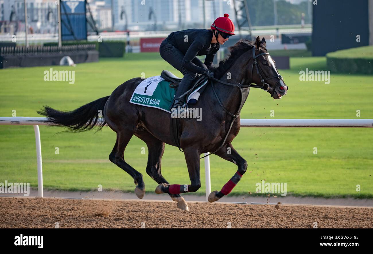 Meydan Racecourse, Dubai, UAE, Thursday 28th March 2024; Sheema Classic contender Auguste Rodin and their rider take part in trackwork at Meydan Racecourse, ahead of the Dubai World Cup meeting on Saturday 30th March 2024. Credit JTW Equine Images / Alamy Live News Stock Photo