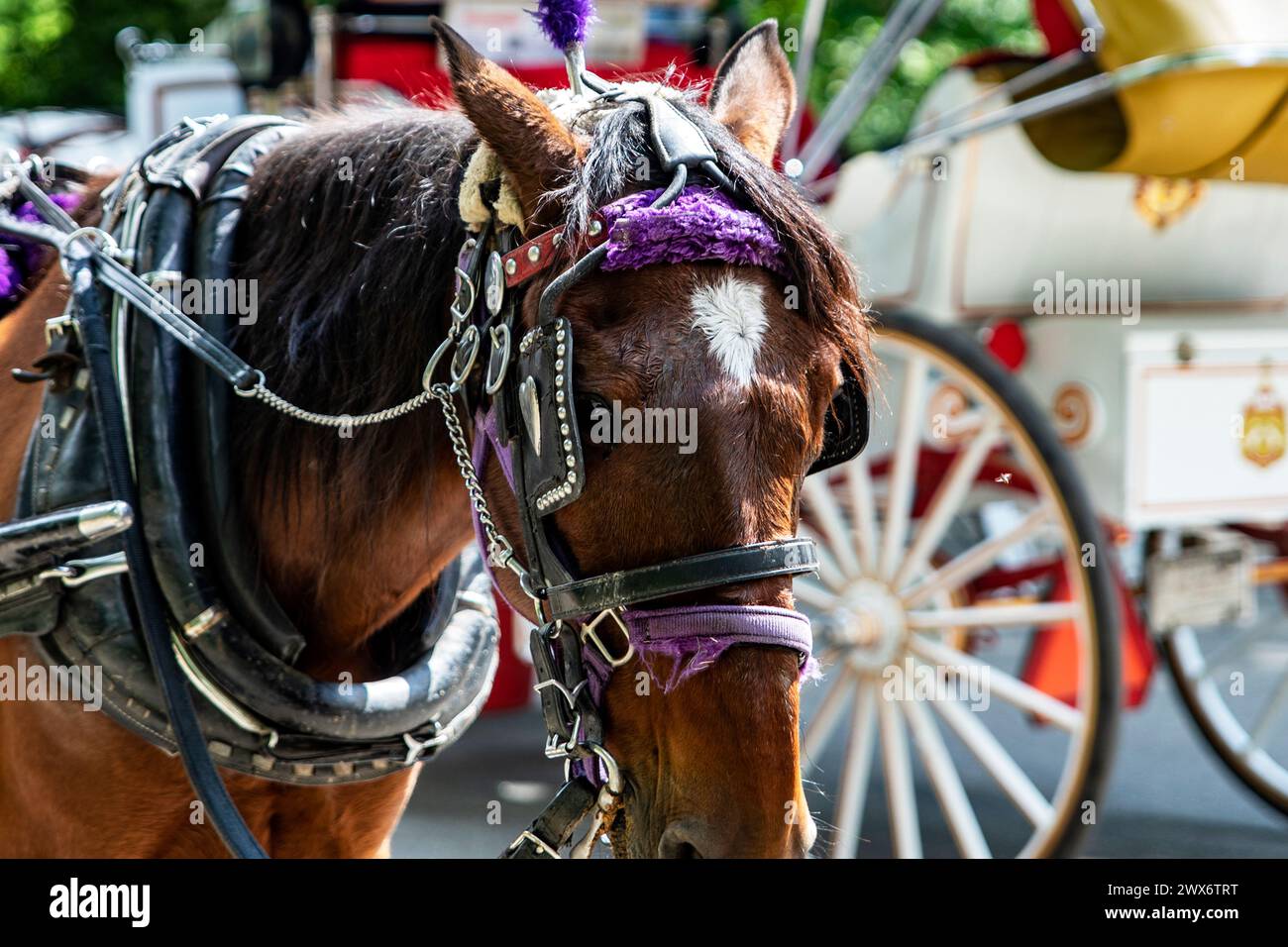 Horse Riding Rickshaw Rickshaw or horse-drawn carriage ride in Central Park, which is a ...