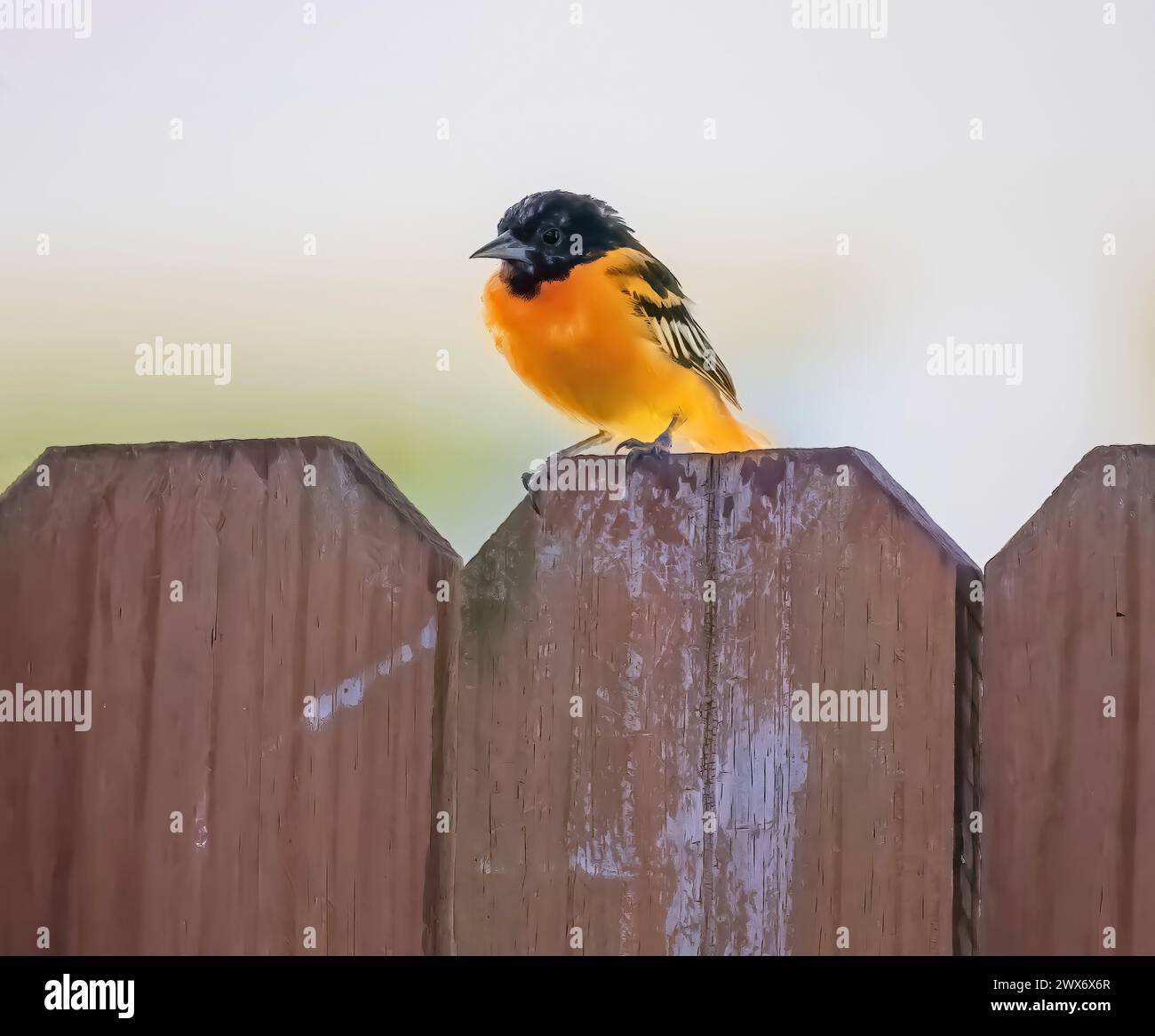 Male baltimore oriole perched on a brown, wooden backyard fence on a summer day in Taylors Falls, Minnesota USA. Stock Photo