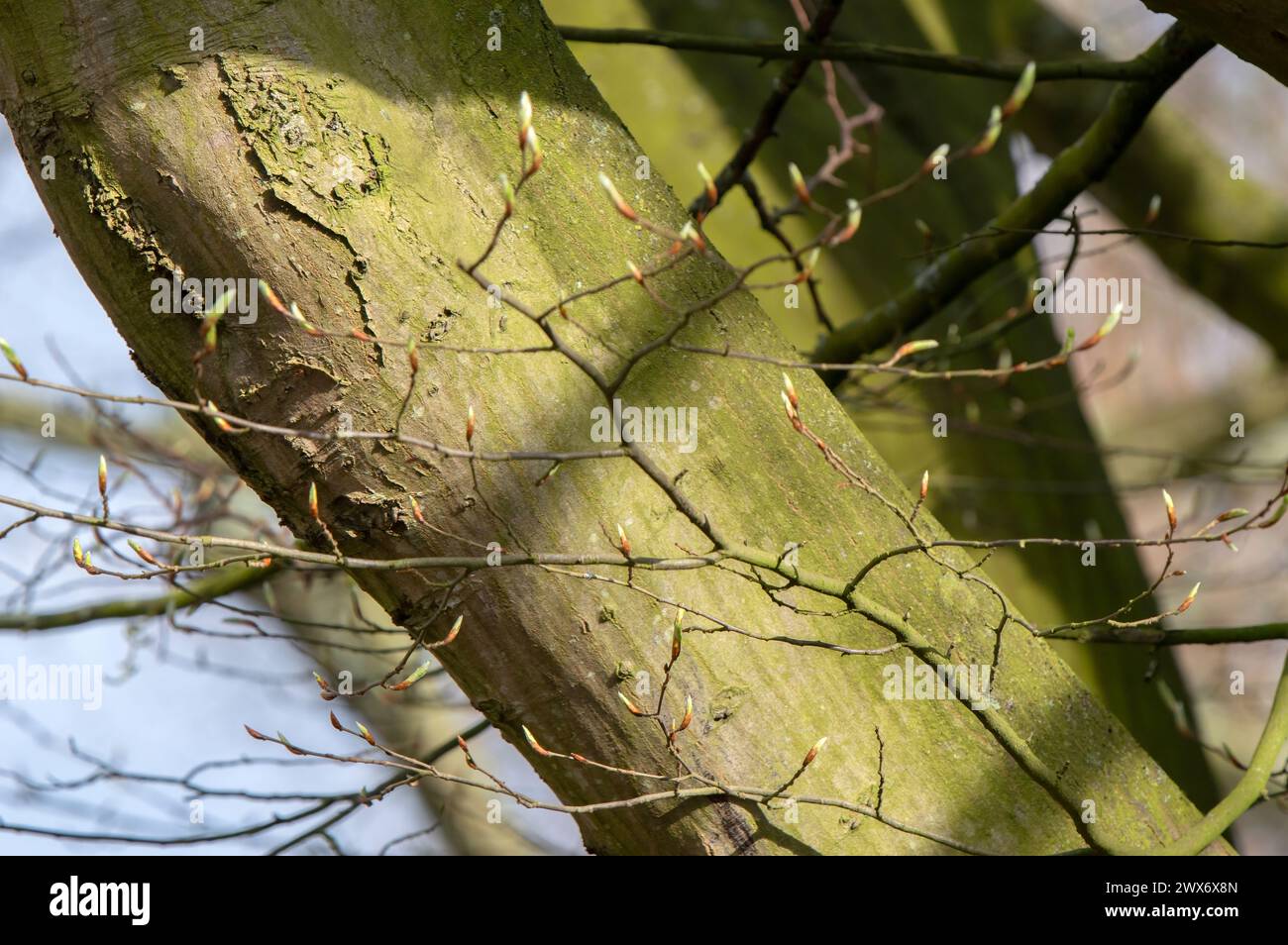 Close Up Branch Of A Carpinus Betulus Fastigiata Tree At Amsterdam The Netherlands 21-3-2024 Stock Photo