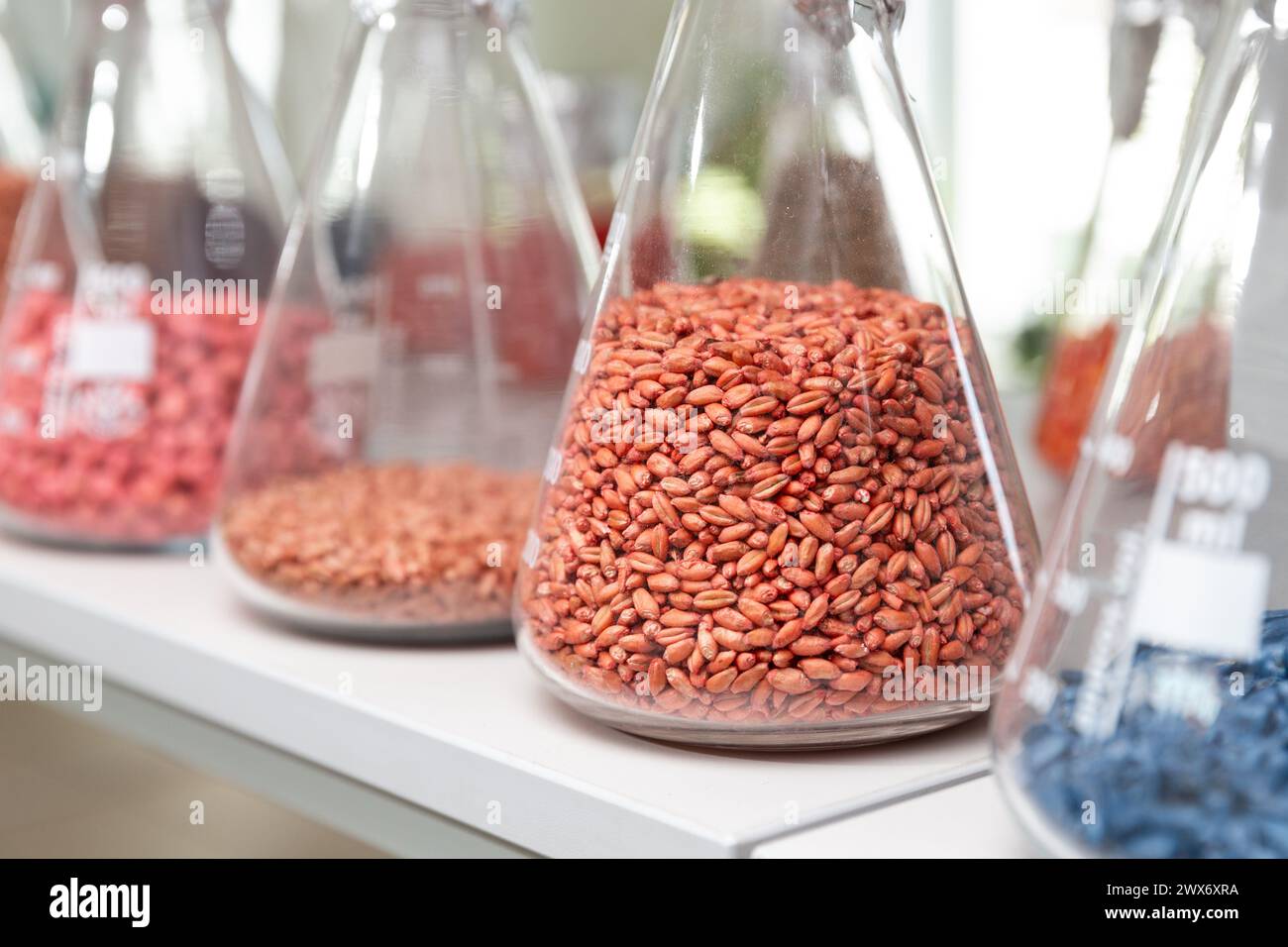 Samples of encrustied and processed grains in a glass test tubes in