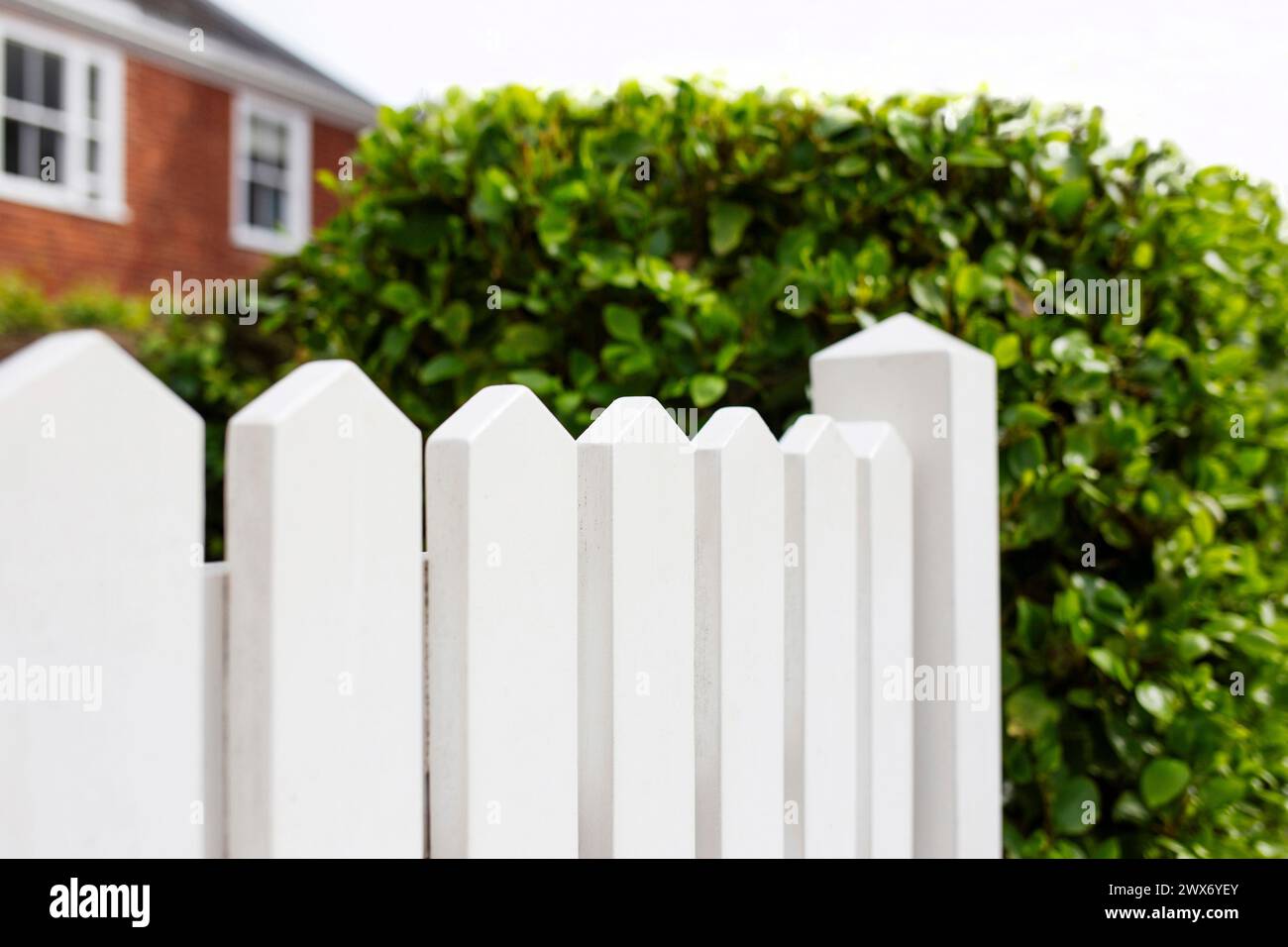 White picket fence and tidy green hedge with blurred out unidentifiable house in the background Stock Photo