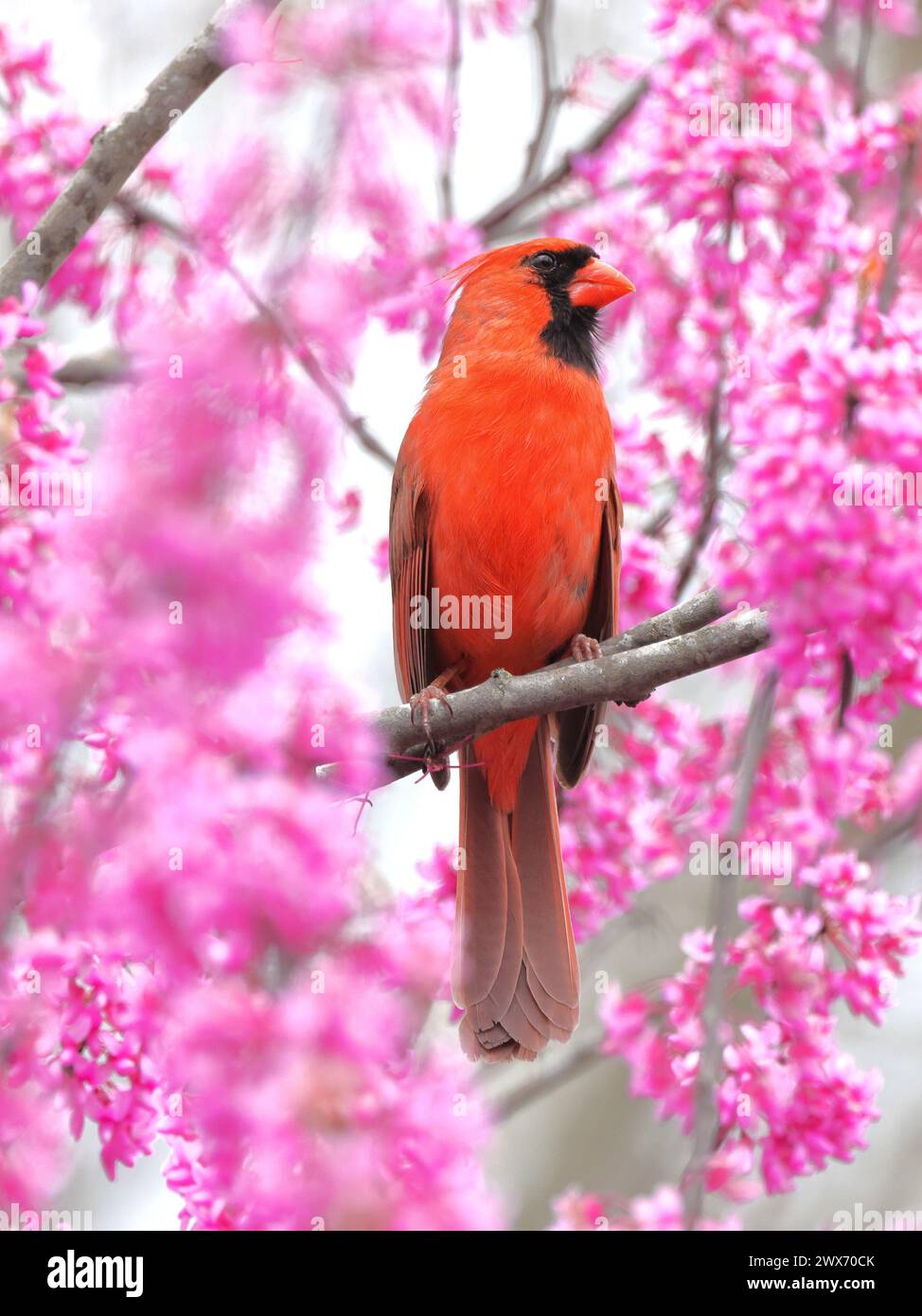 A tiny red bird perched on a tree branchy Stock Photo