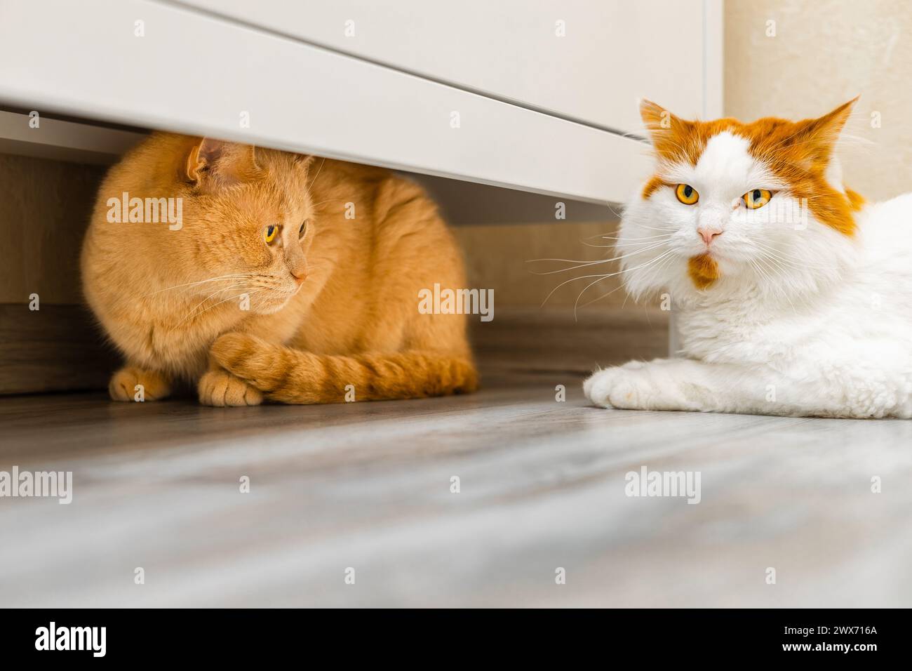 ginger cat hiding under a closet from another cat Stock Photo - Alamy