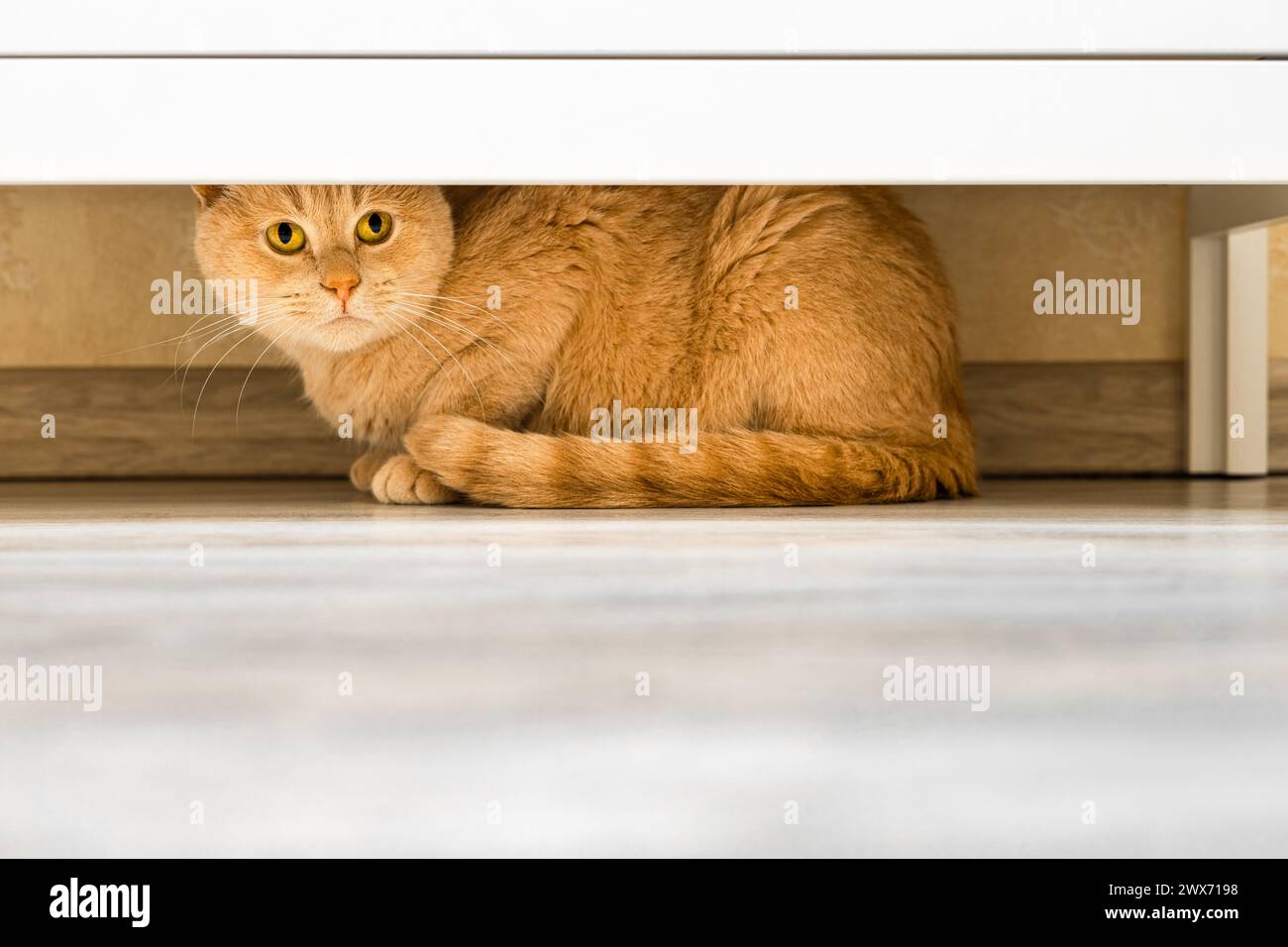 the cat hides under the closet from people Stock Photo Alamy