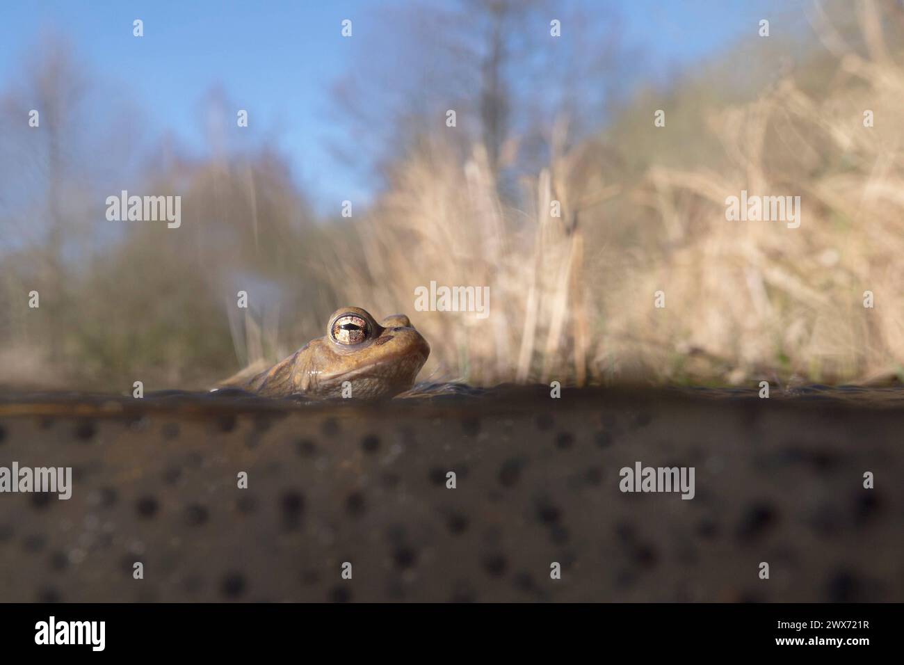 Teich lebensraum tierwelt hires stock photography and images Alamy