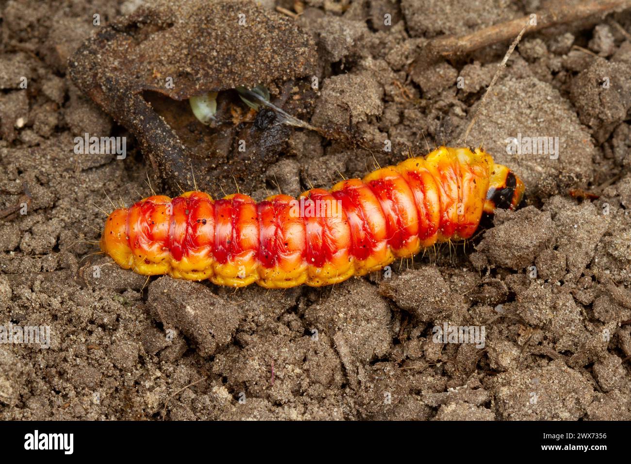 Caterpillar of Goat moth. Digging in garden unintentionally damaged its pupa, in which it would have developed into a moth. Pupa in background. Stock Photo