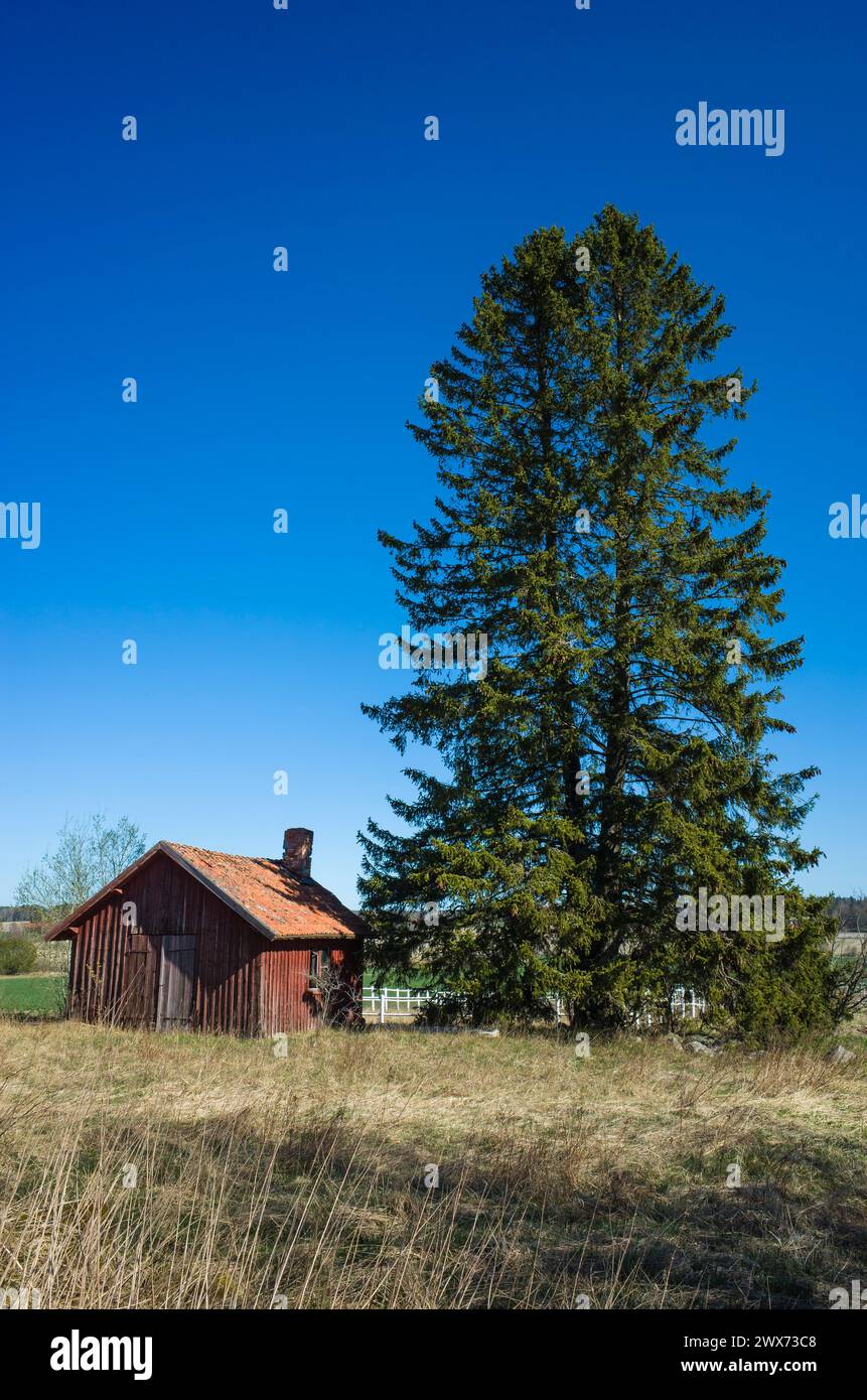 Tall tree next to building hi-res stock photography and images - Alamy