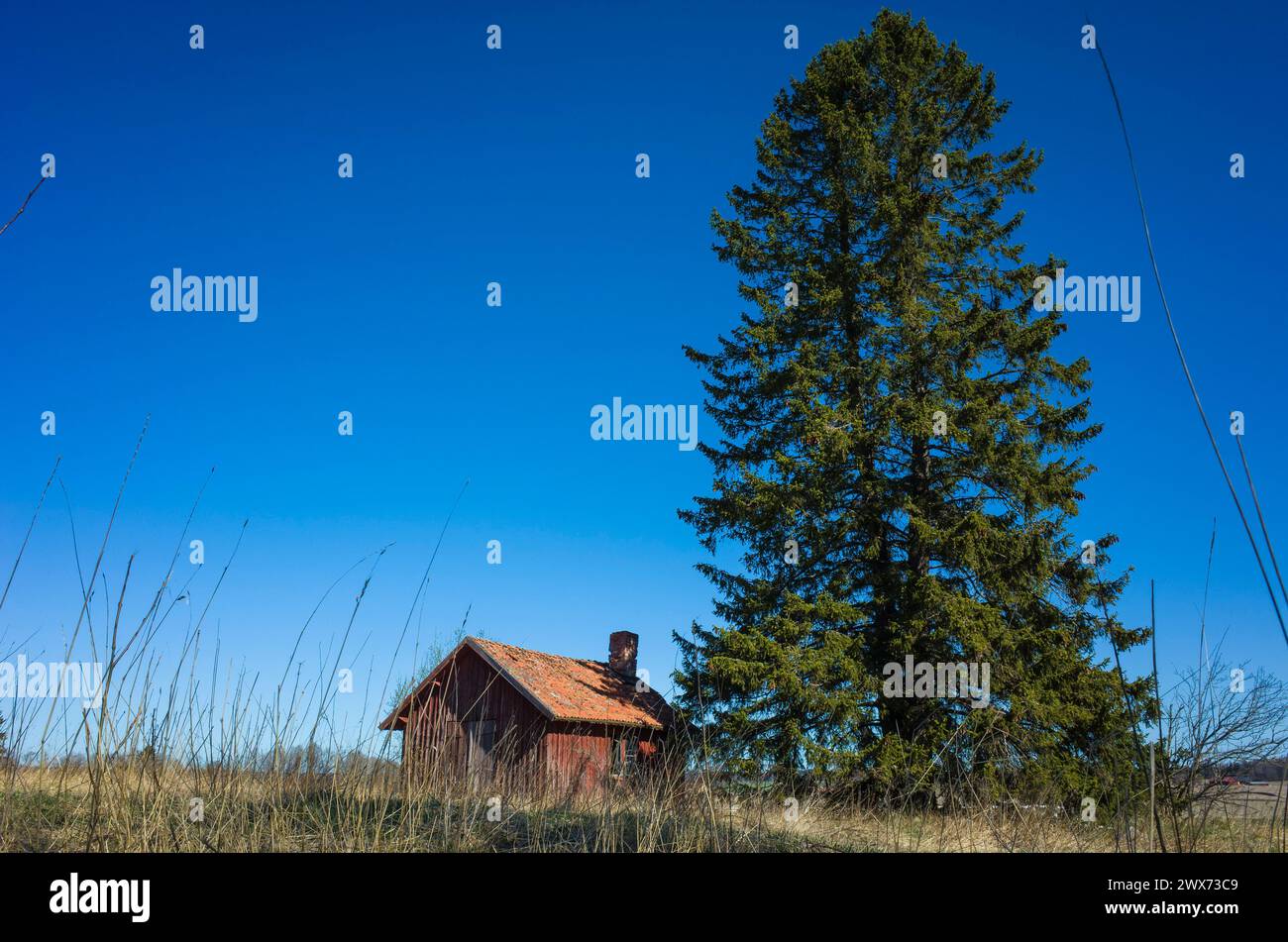 Tall tree next to building hi-res stock photography and images - Alamy