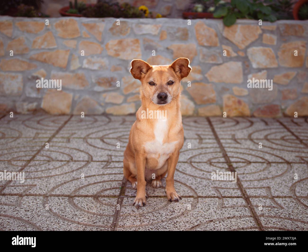 A cute and relaxed mixed-breed dog sitting and spending some time outside in the sun in the home backyard Stock Photo