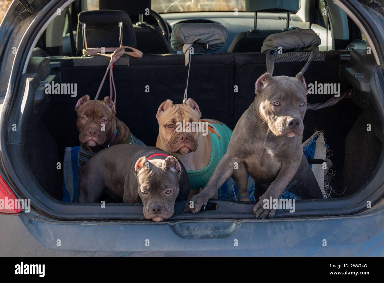 Four American bully puppies in the trunk of a car. Transportation of domestic dogs. Family trip with pets. Ready to travel. Traveling with pets concep Stock Photo