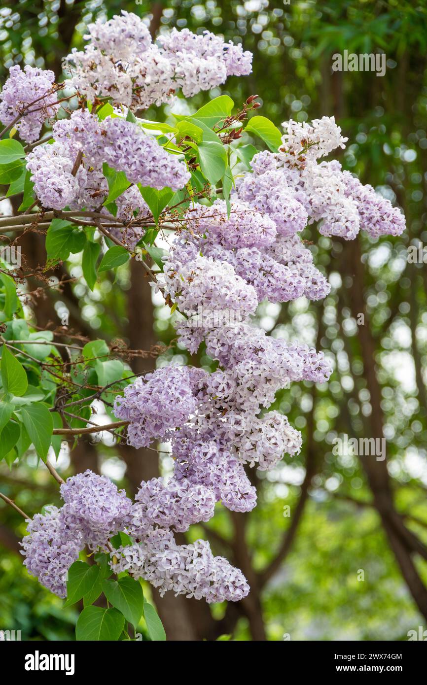 beautiful lilac flowers branch on a green background, natural spring background. Bright blooms of spring lilacs bush. Spring blue lilac flowers. Bouqu Stock Photo