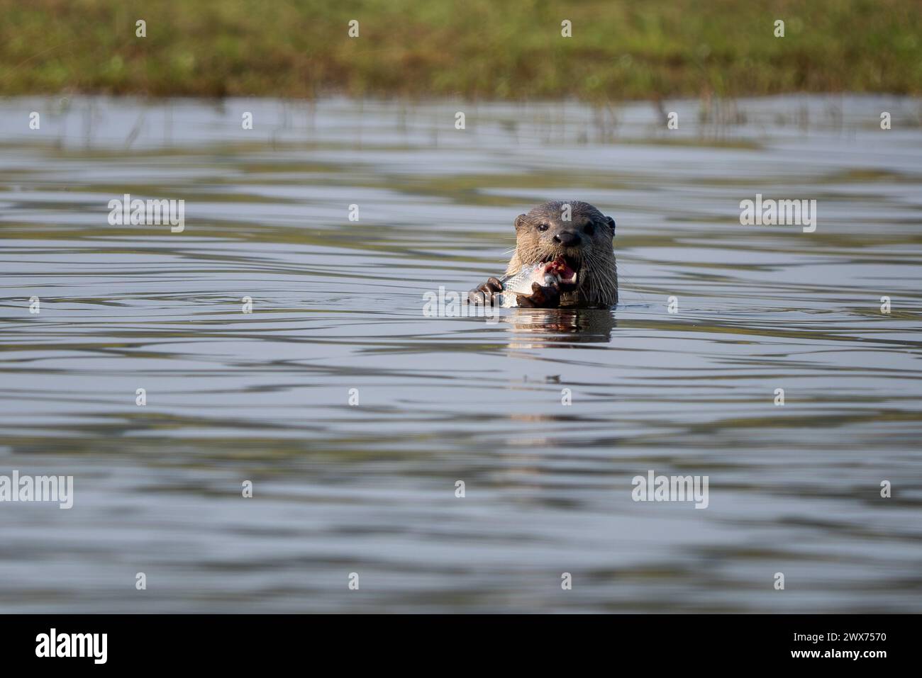 Smooth-coated Otter - Lutrogale perspicillata, fresh water otter from South and Southeast Asian lakes and marshes, Nagarahole Tiger Reserve, India. Stock Photo
