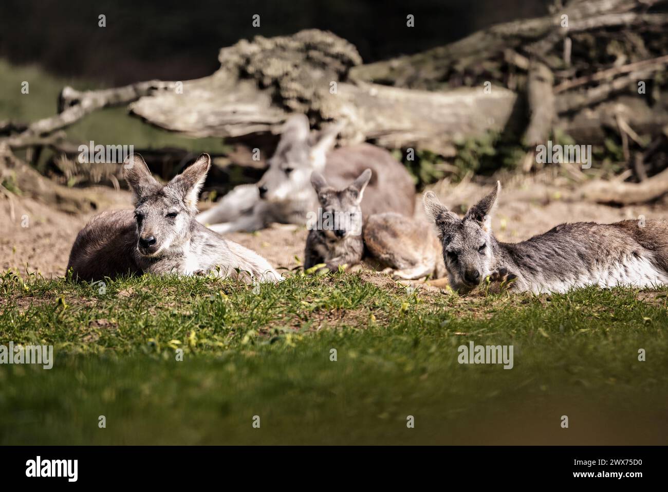 A group of donkeys resting in a field beside a fallen tree Stock Photo