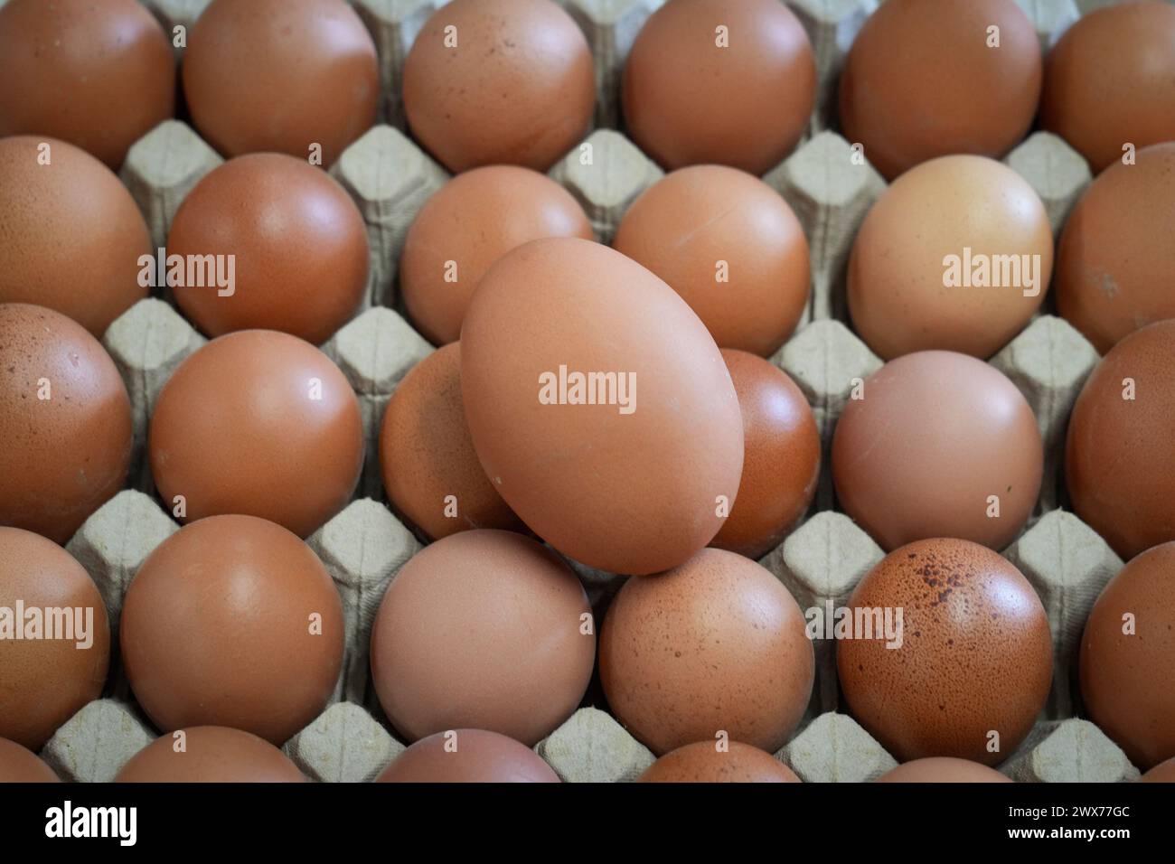 wustermark-germany-27th-mar-2024-unstamped-brown-eggs-lie-in-the