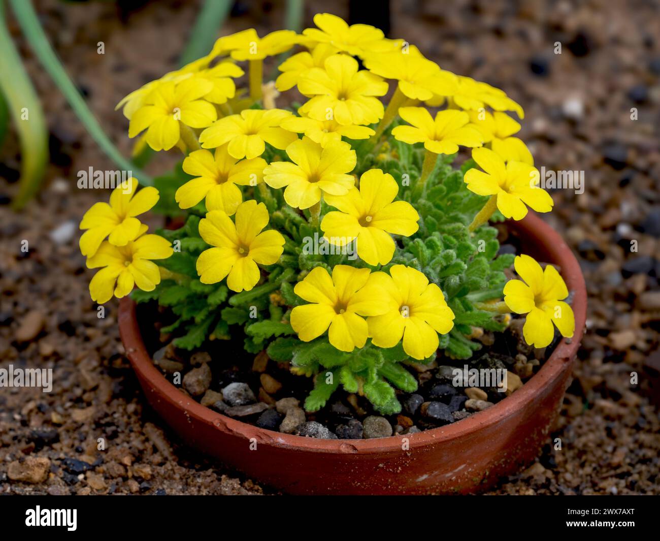 Dionysia aretioides Bevere plant with yellow flowers Stock Photo