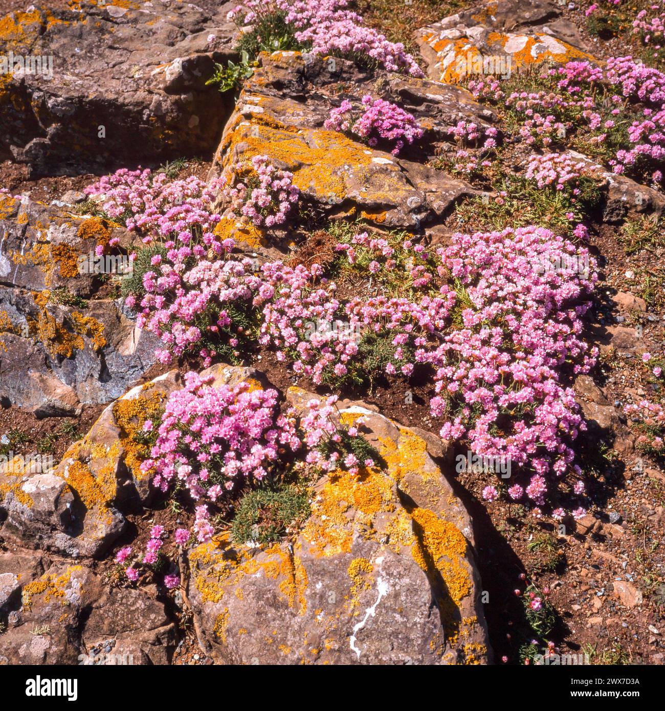 Pink Armeria maritima sea thrift flowers along Cornish coastal path, Cornwall, England, UK Stock Photo