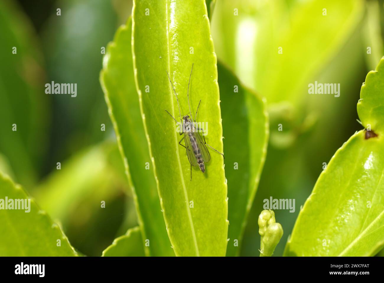 Closeup small, female chironomid, nonbiting midge, family Chironomidae resting on a leaf of Evergreen spindle, Euonymus japonicus. Spring, March. Stock Photo