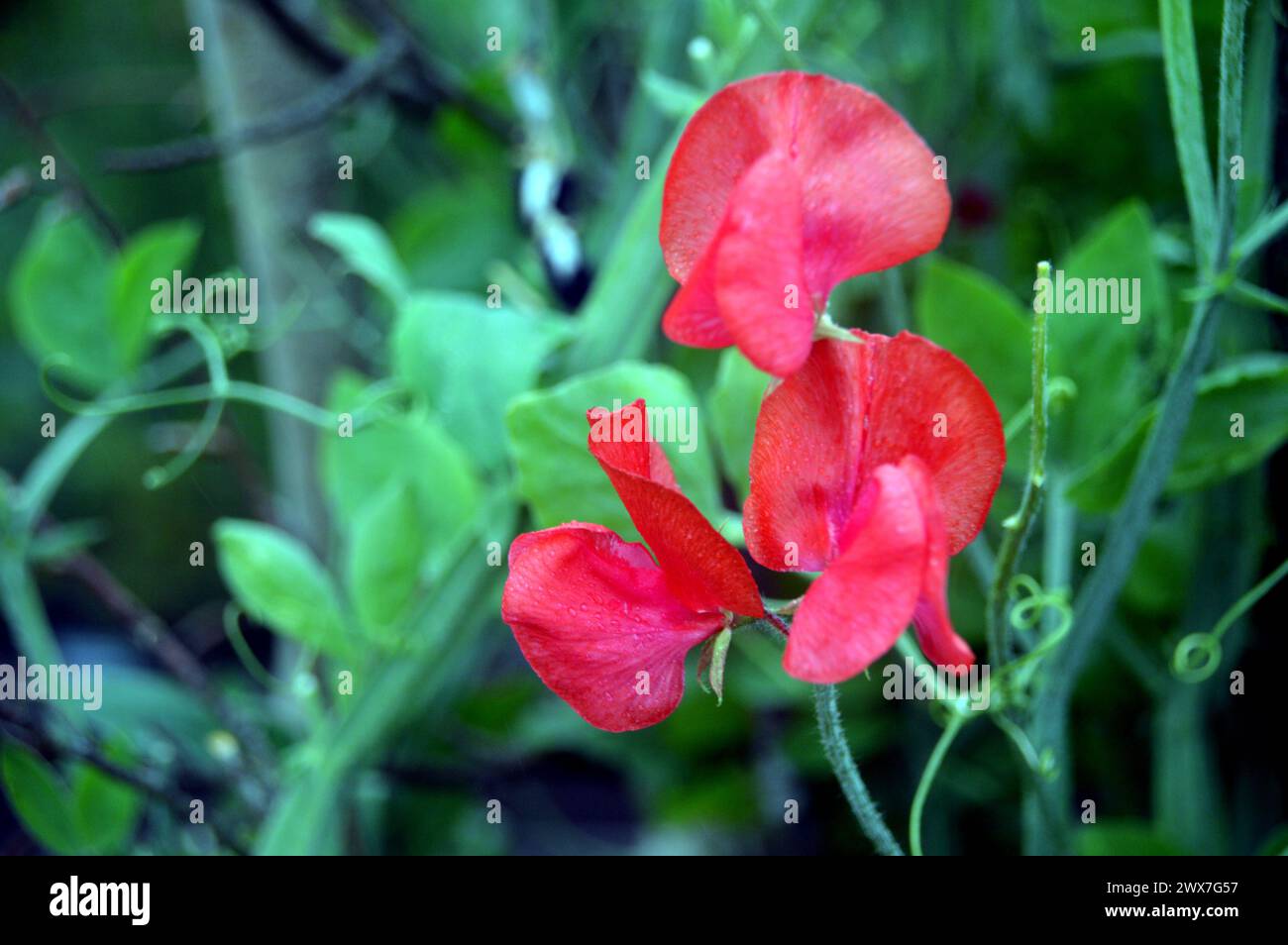 Red Sweet Pea (Lathyrus Odoratus) 'David Unwin' Flowers grown in the Borders at RHS Garden Harlow Carr, Harrogate, Yorkshire, England, UK. Stock Photo