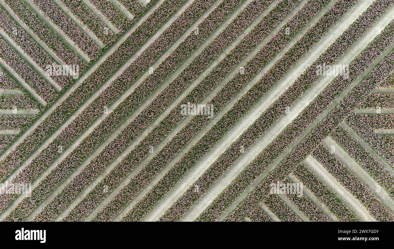 background of pink tulip fields in spring in the netherlands dronehoto ...