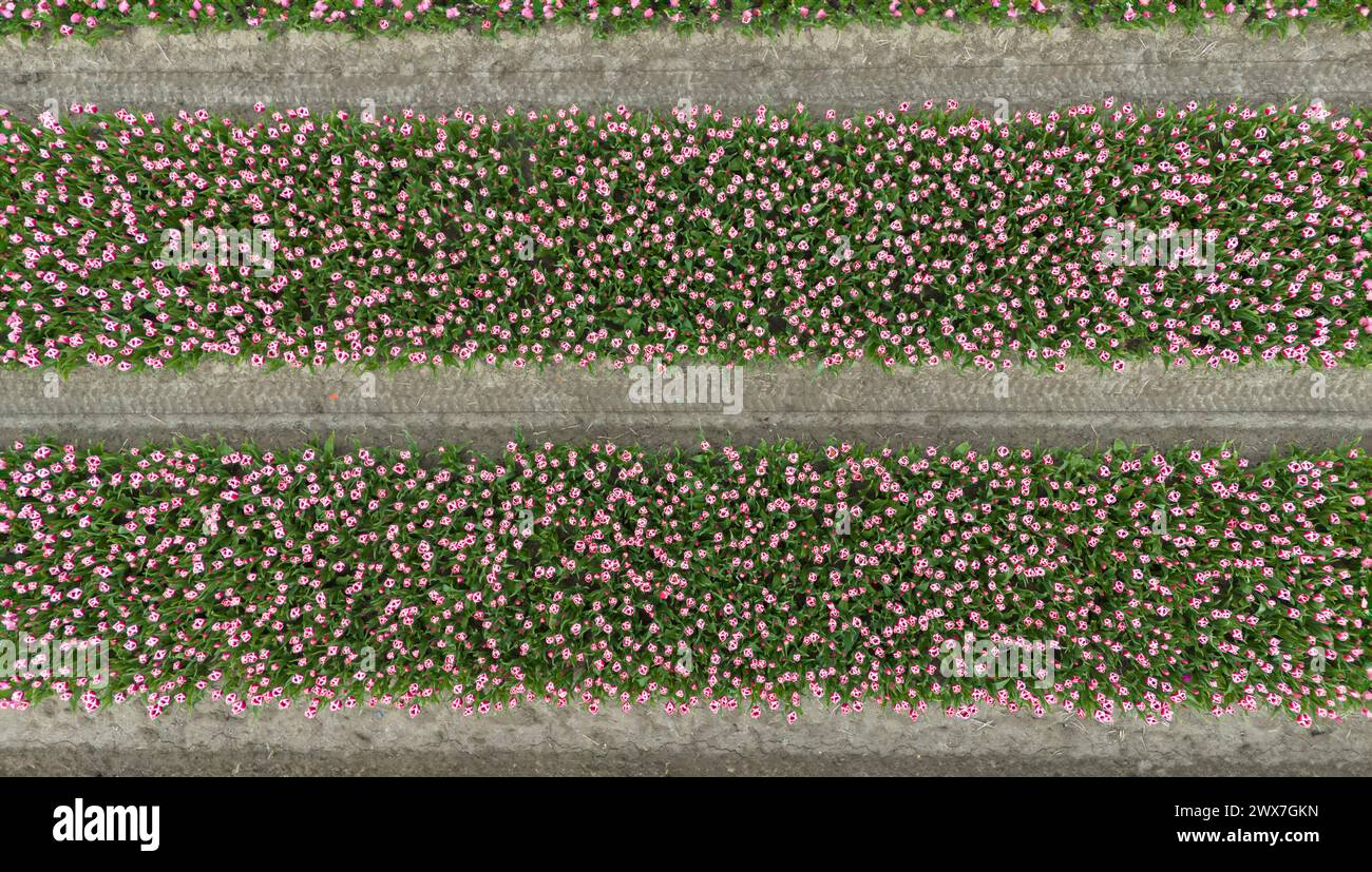 pinktulip fields in spring in the netherlands dronehoto top view Stock ...