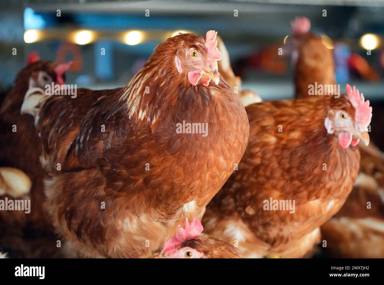 Wustermark, Germany. 27th Mar, 2024. Chickens of the Lohmann Brown